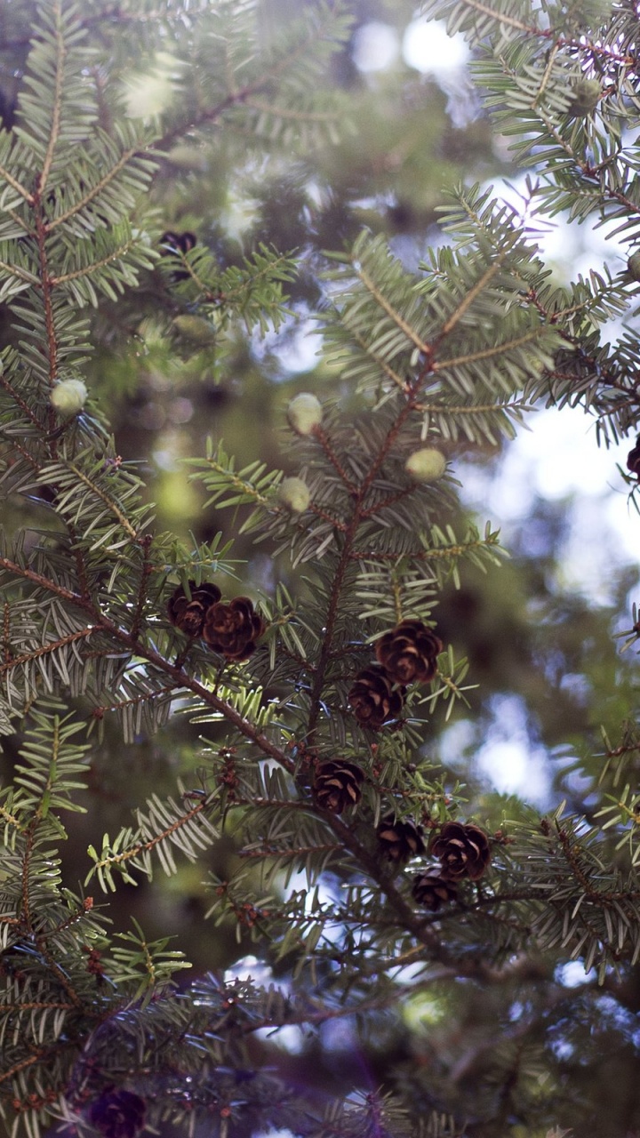 Green and Brown Leaf Tree. Wallpaper in 720x1280 Resolution