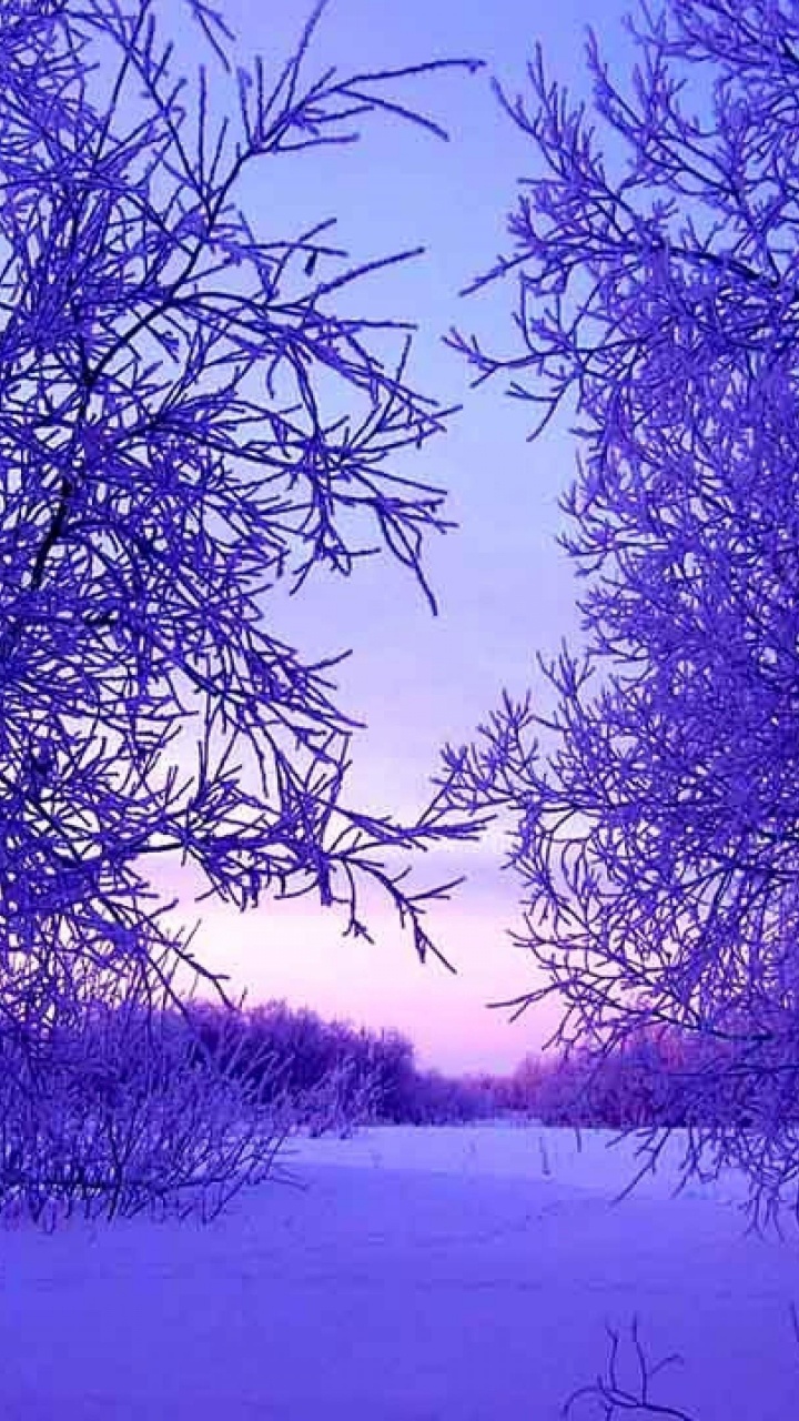 冬天, 性质, 紫色的, 冻结, 天空 壁纸 720x1280 允许