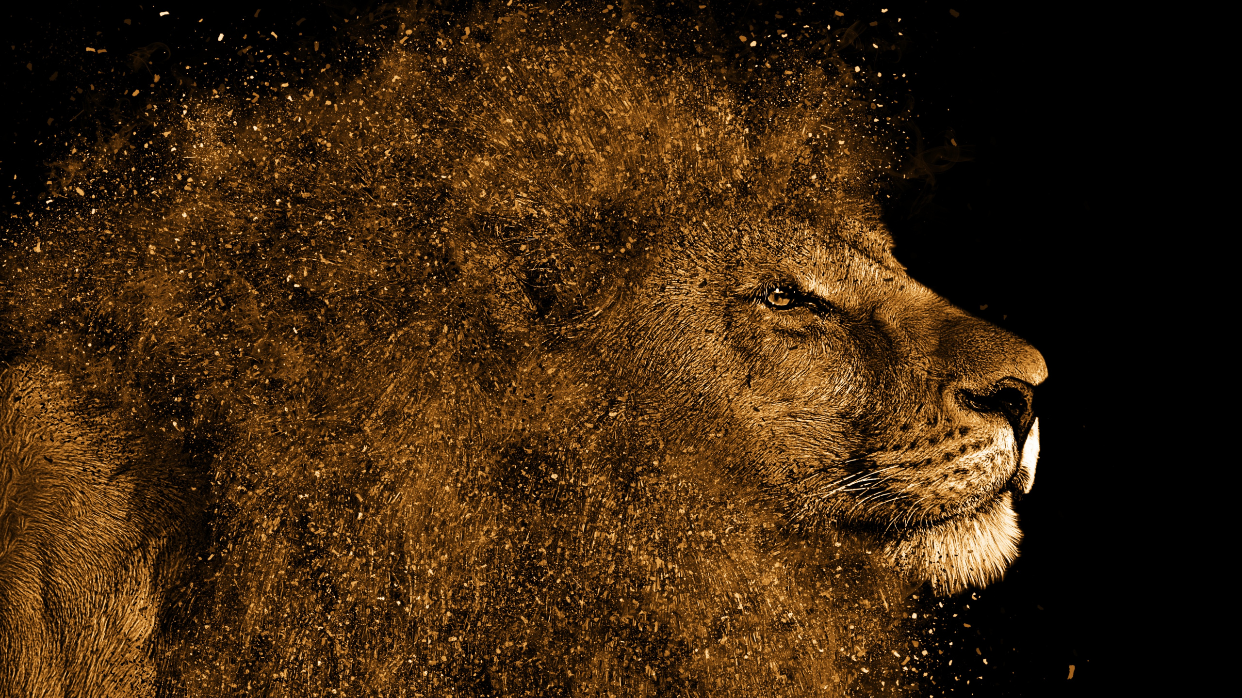 Lion Brun Sur Fond Noir. Wallpaper in 2560x1440 Resolution