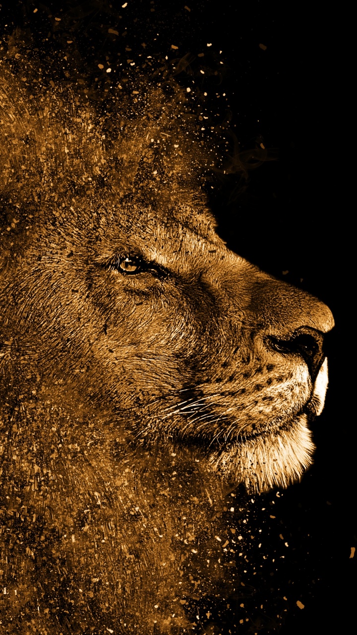 Lion Brun Sur Fond Noir. Wallpaper in 720x1280 Resolution