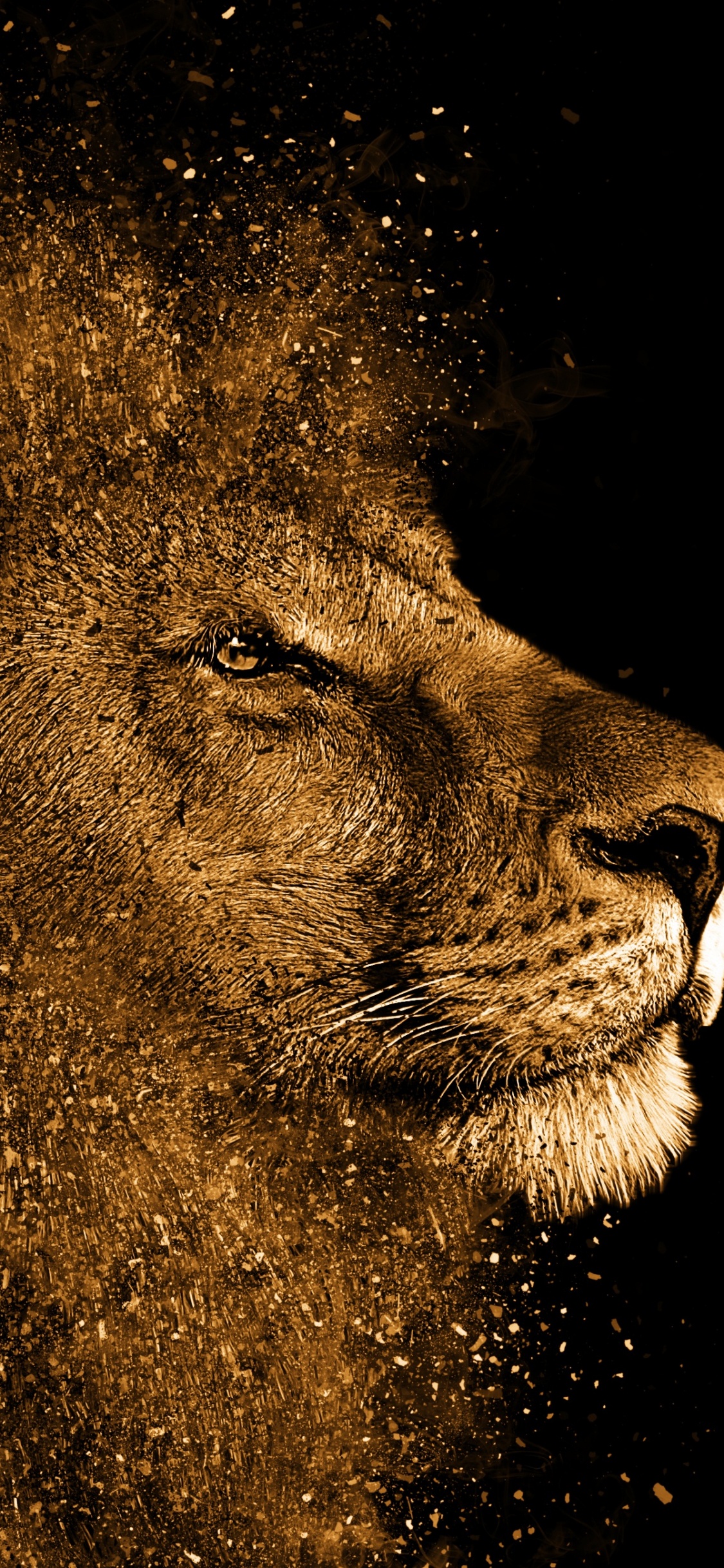 Brown Lion With Black Background. Wallpaper in 1125x2436 Resolution