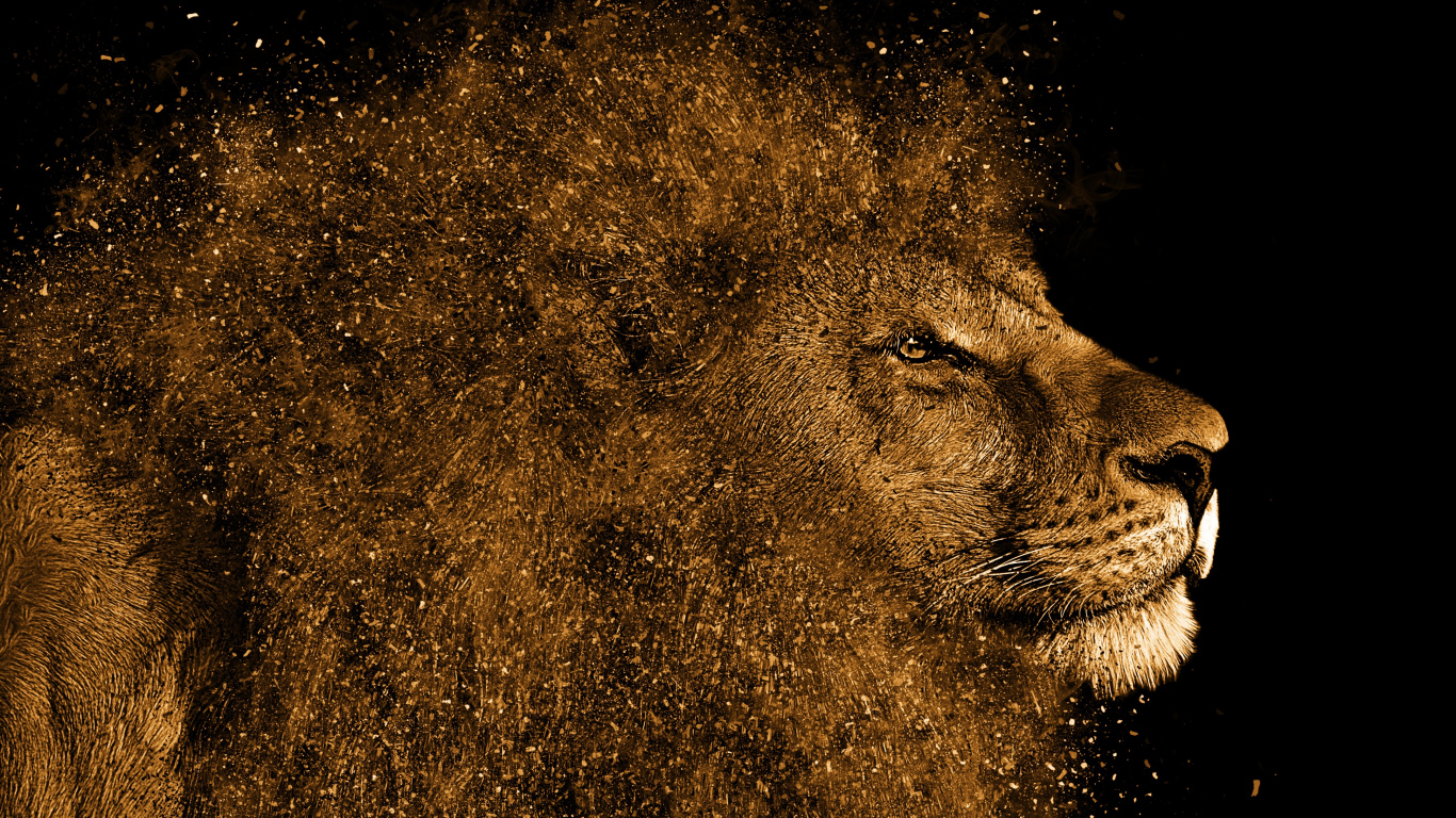 Brown Lion With Black Background. Wallpaper in 1366x768 Resolution