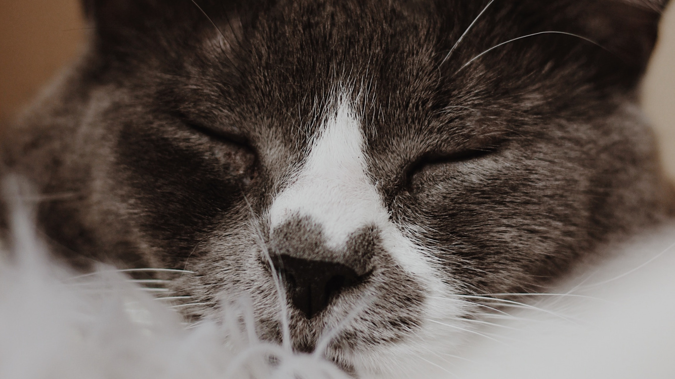 Schwarze Und Weiße Katze Auf Weißem Textil. Wallpaper in 1366x768 Resolution