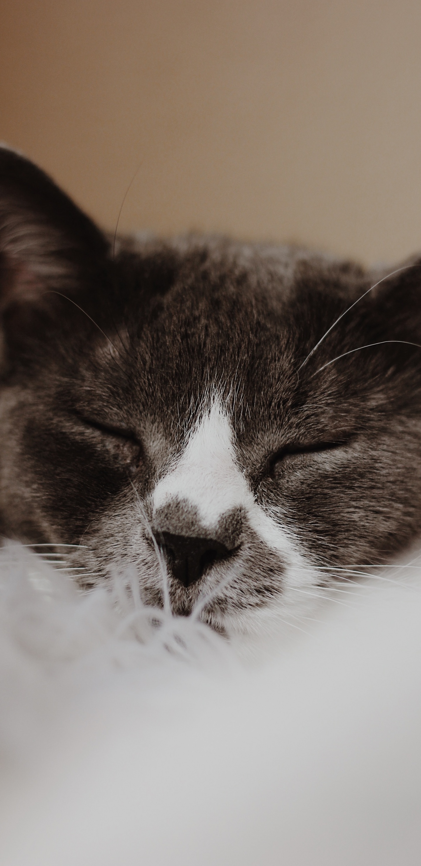 Black and White Cat on White Textile. Wallpaper in 1440x2960 Resolution