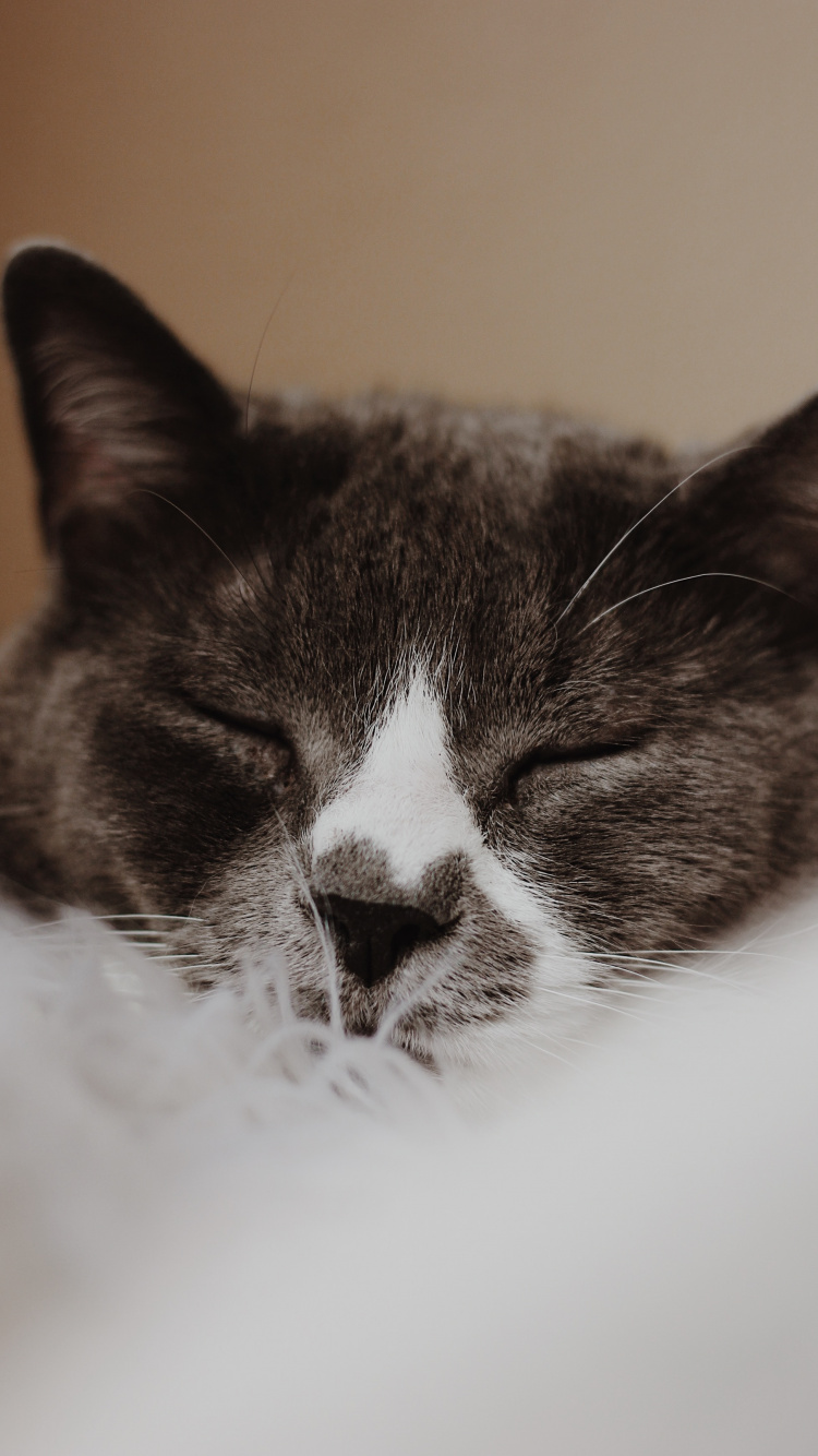 Black and White Cat on White Textile. Wallpaper in 750x1334 Resolution