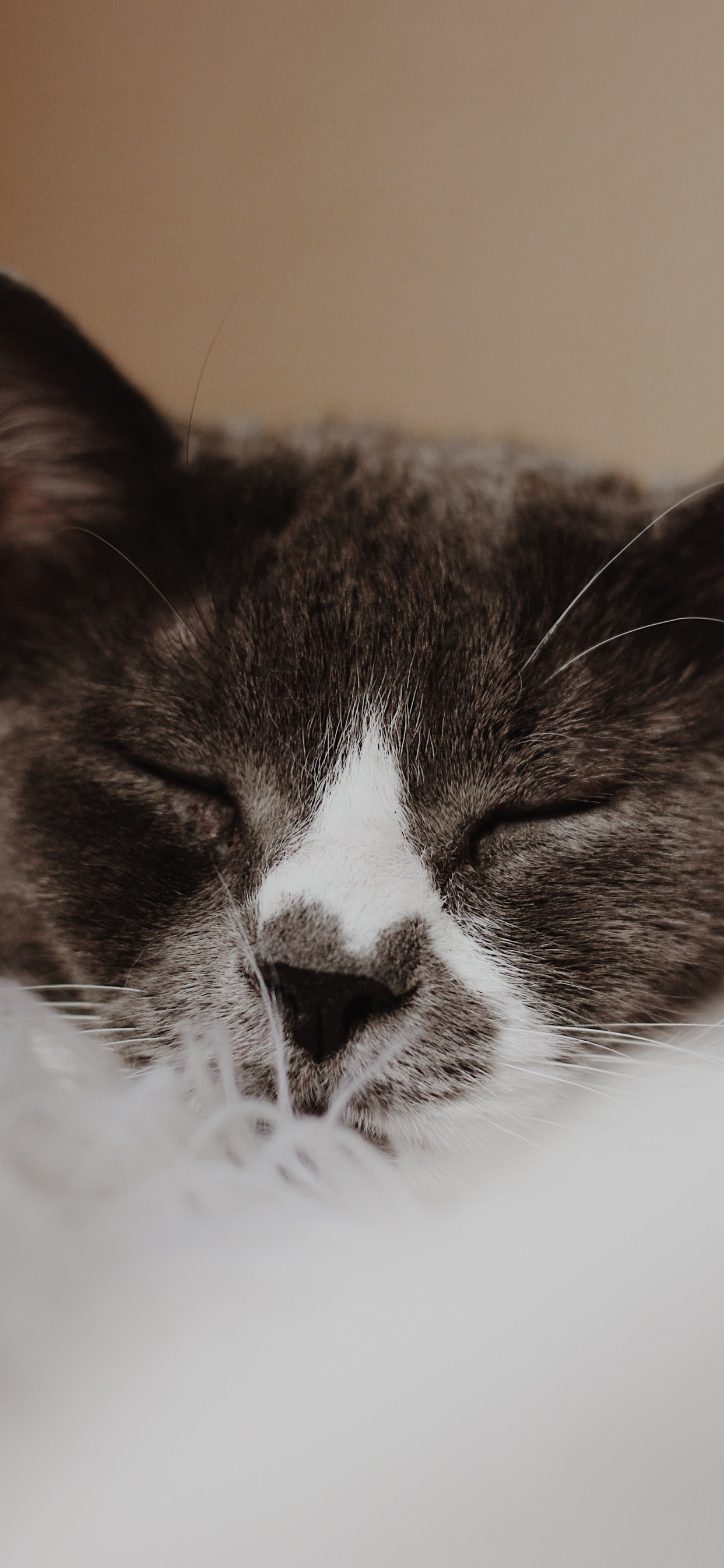 Chat Noir et Blanc Sur Textile Blanc. Wallpaper in 1242x2688 Resolution