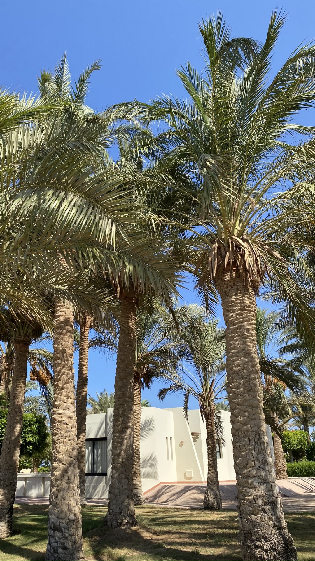 Dattier, De Babassu, Plante, Plantes Ligneuses, Tropique. Wallpaper in 1080x1920 Resolution