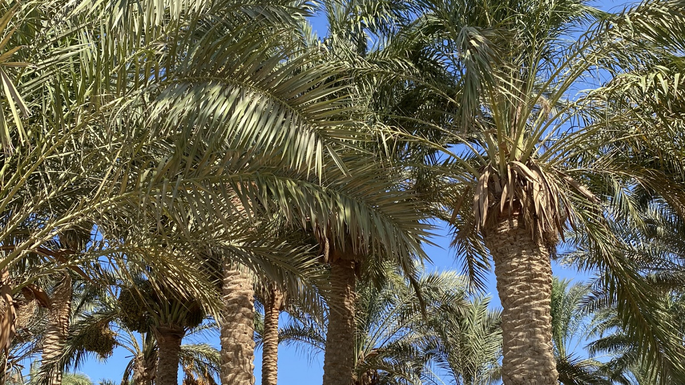 Dattier, De Babassu, Plante, Plantes Ligneuses, Tropique. Wallpaper in 1366x768 Resolution