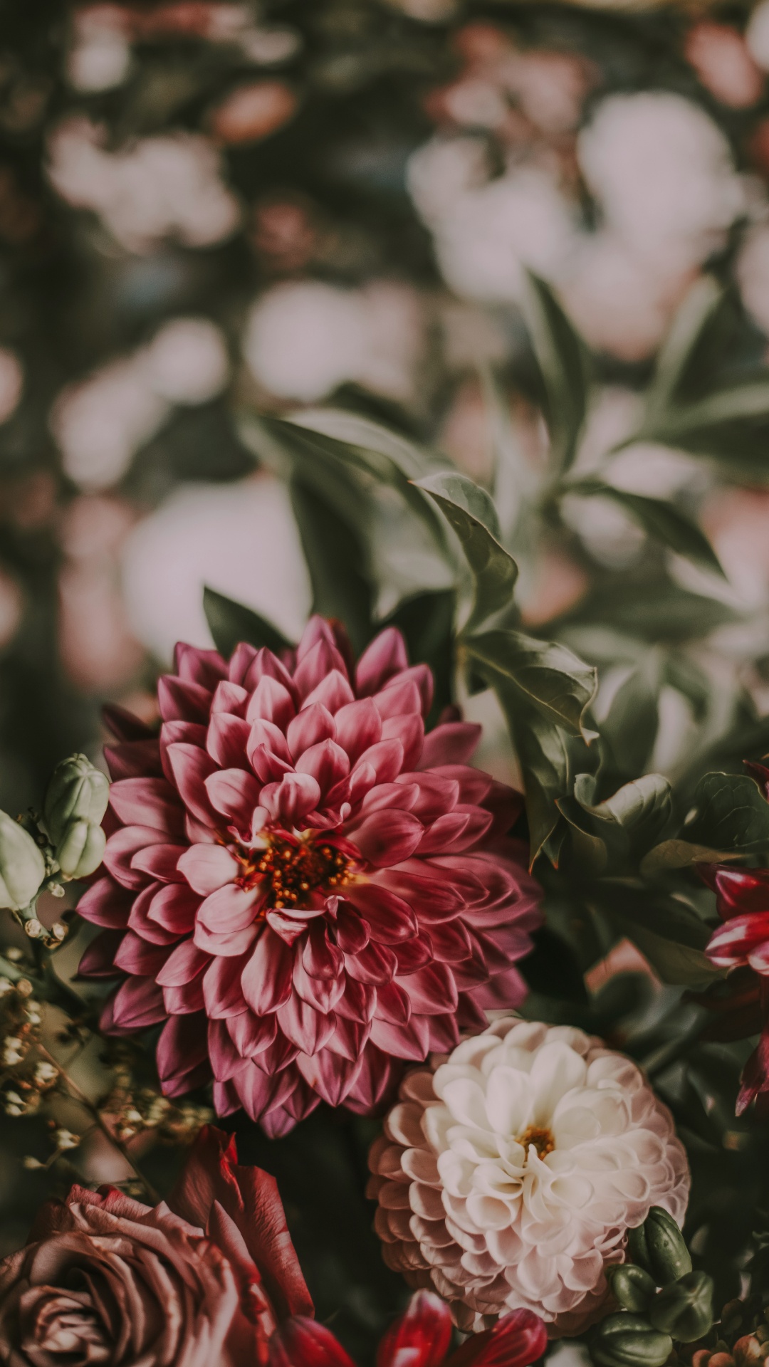 Pink and White Flower in Tilt Shift Lens. Wallpaper in 1080x1920 Resolution