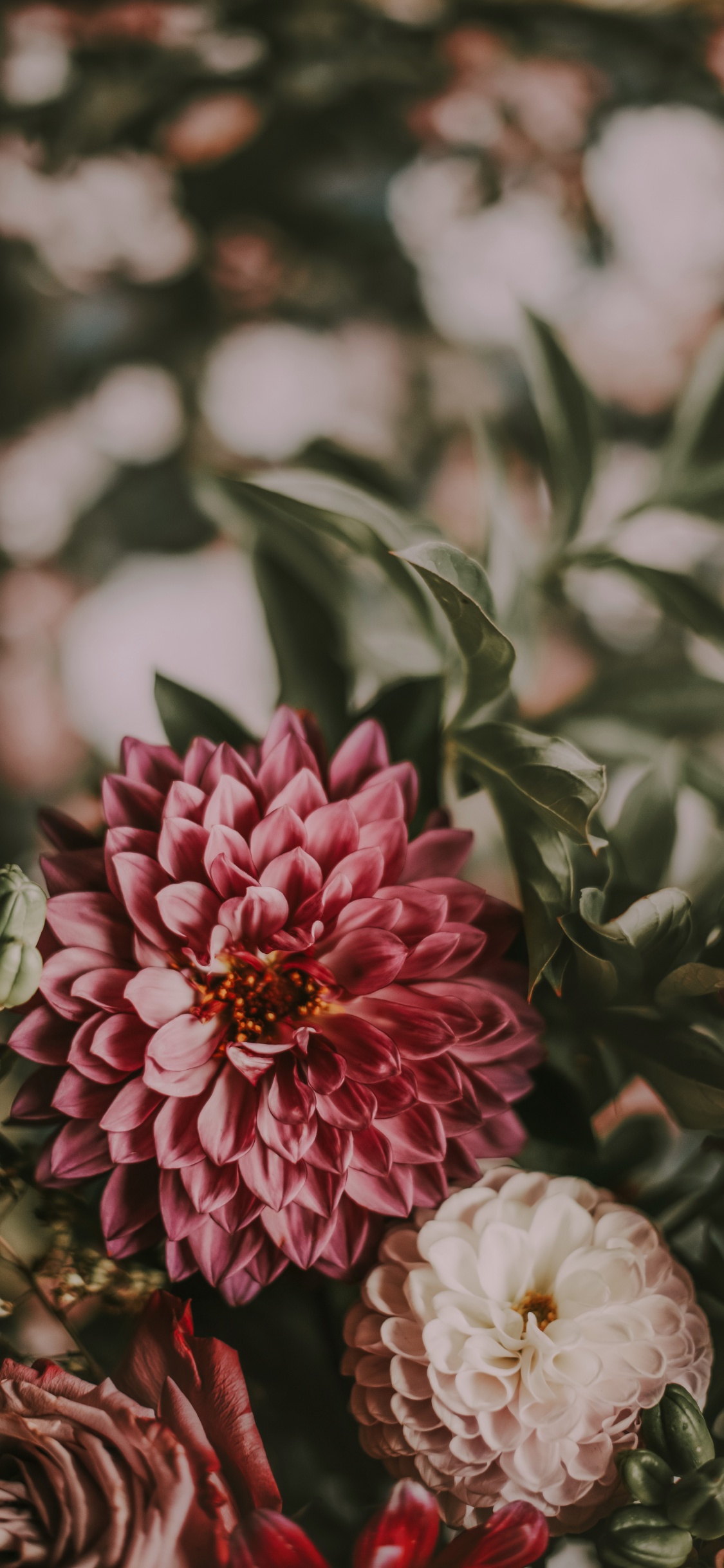 Pink and White Flower in Tilt Shift Lens. Wallpaper in 1125x2436 Resolution
