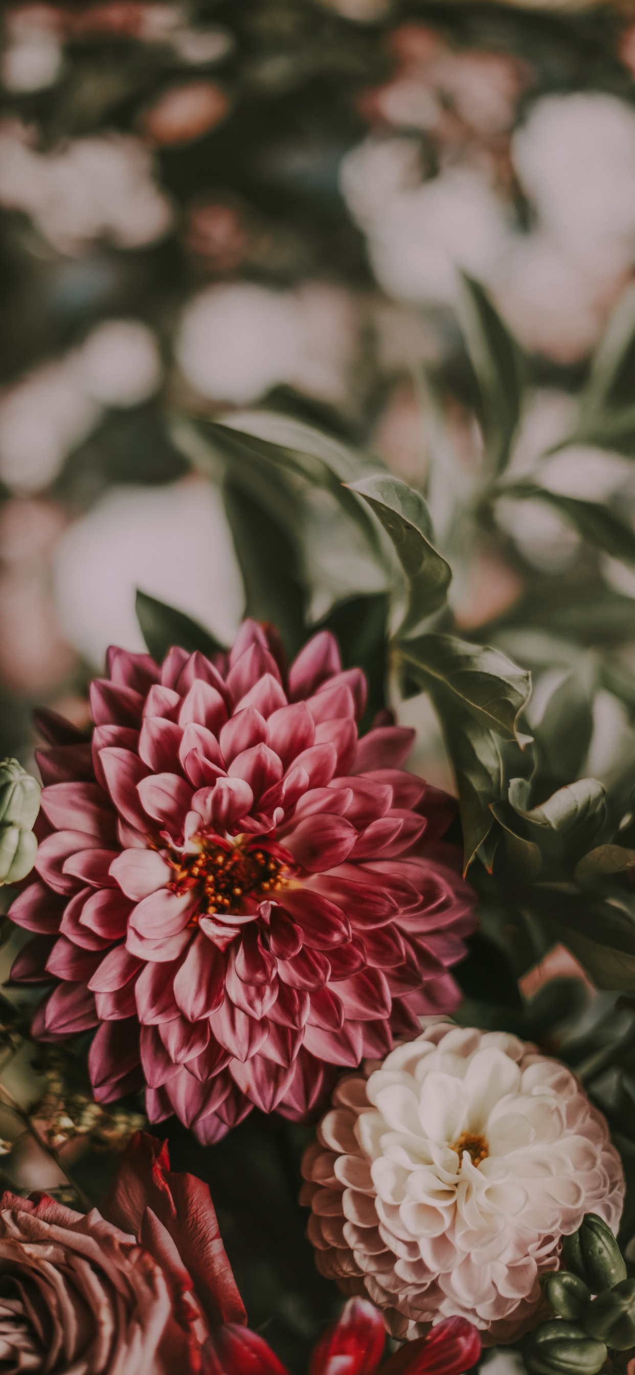 Pink and White Flower in Tilt Shift Lens. Wallpaper in 1242x2688 Resolution