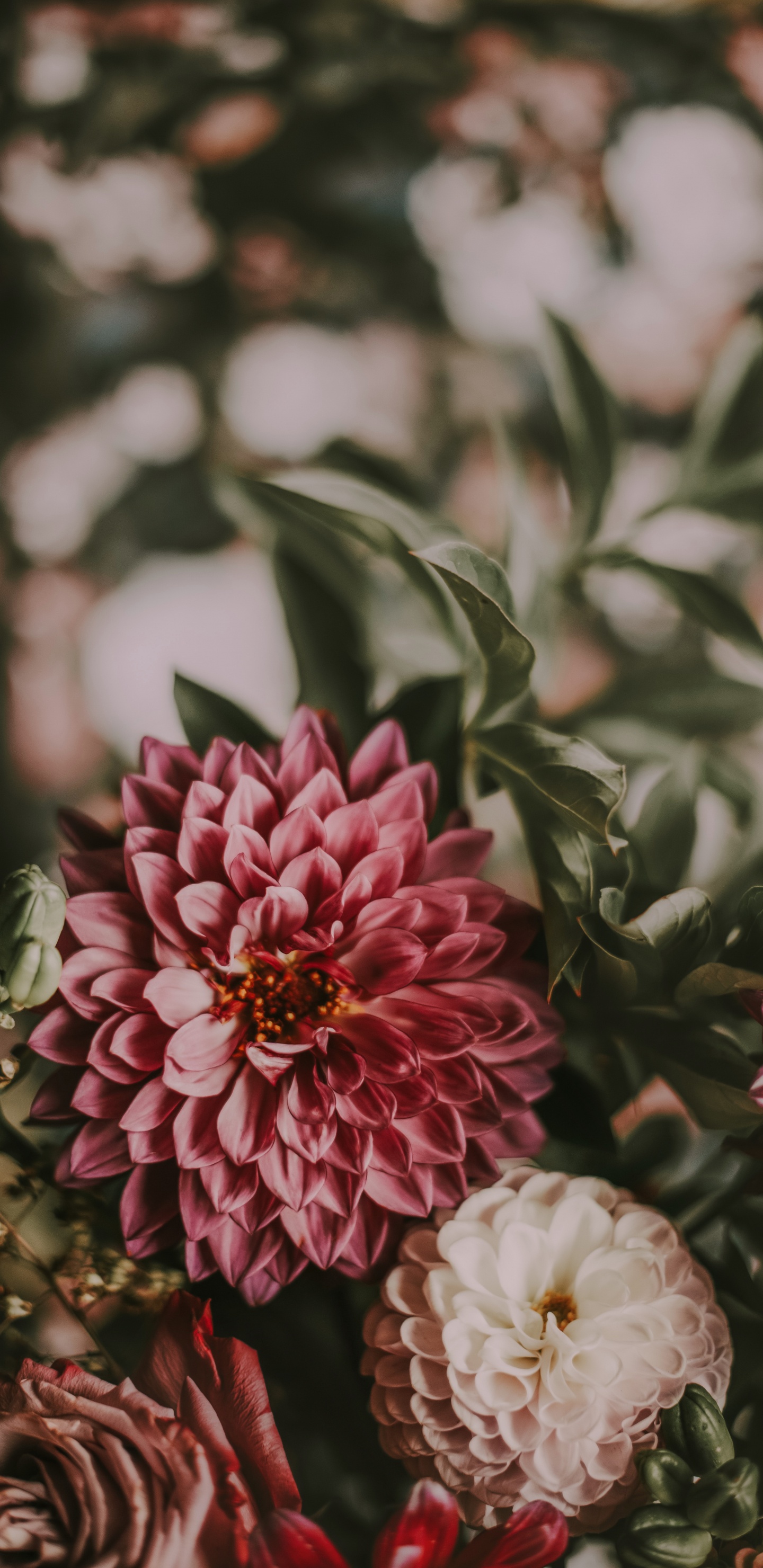 Pink and White Flower in Tilt Shift Lens. Wallpaper in 1440x2960 Resolution