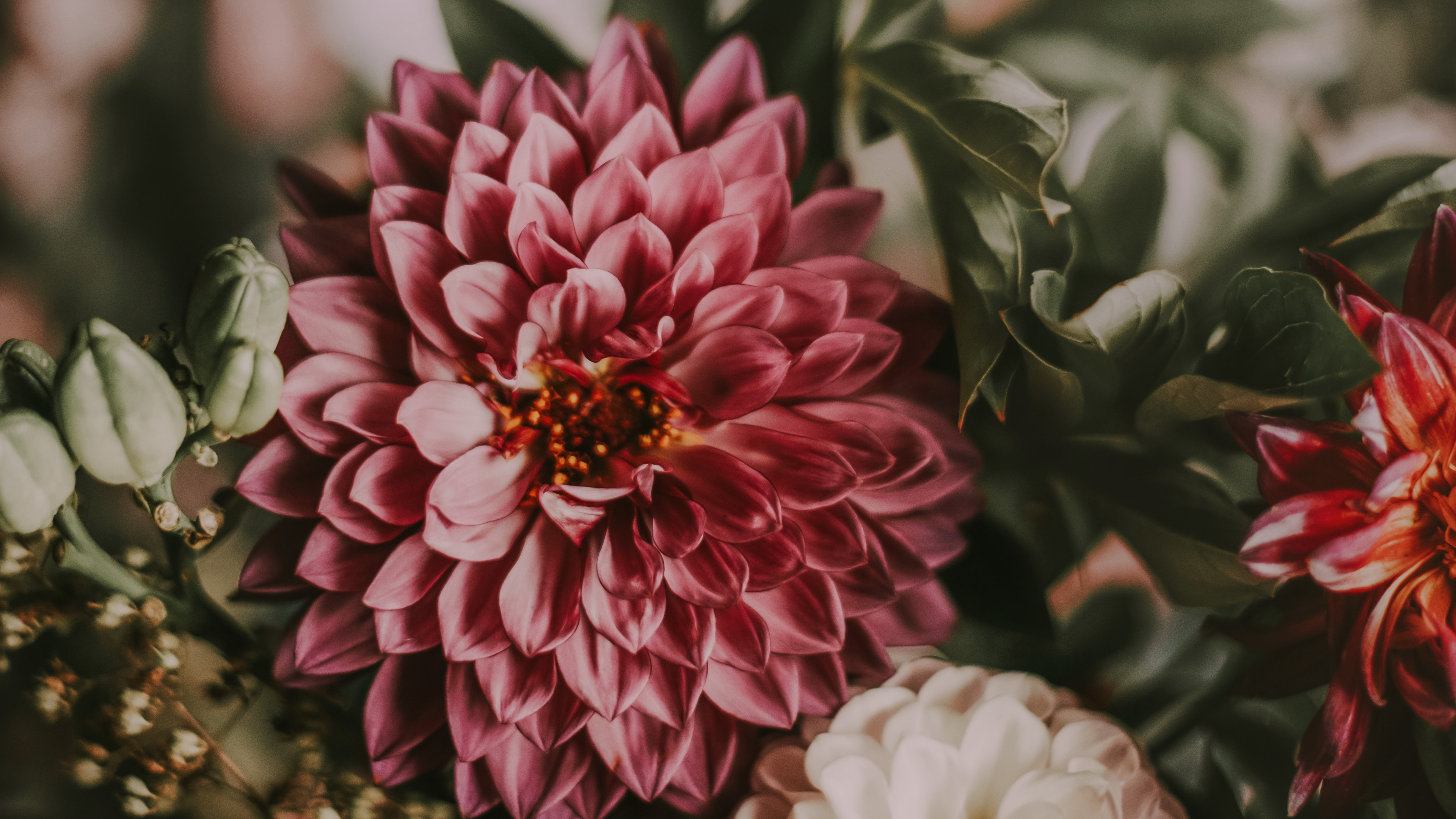 Pink and White Flower in Tilt Shift Lens. Wallpaper in 3840x2160 Resolution