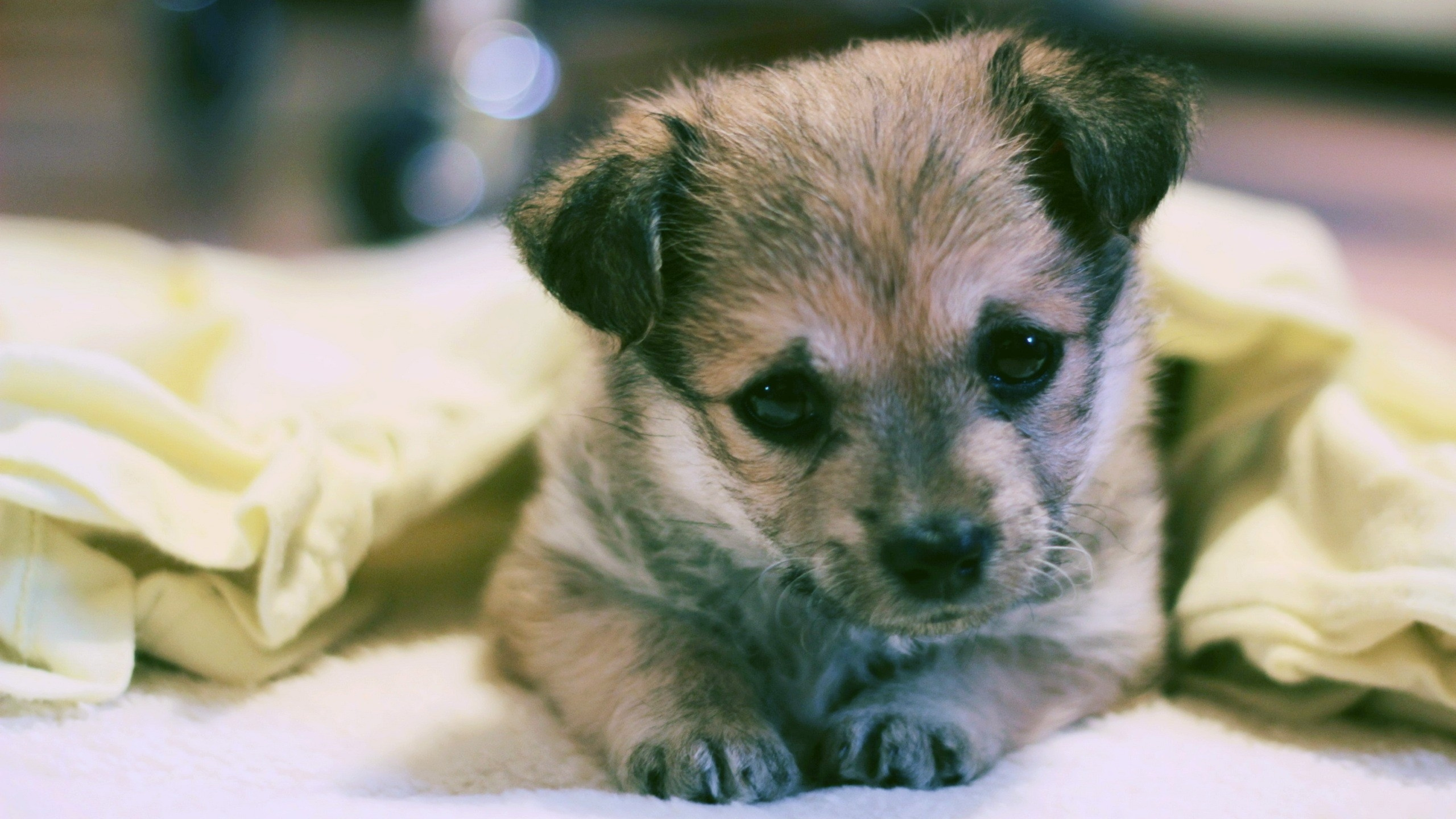 Brown and Black Short Coated Puppy on White Textile. Wallpaper in 2560x1440 Resolution
