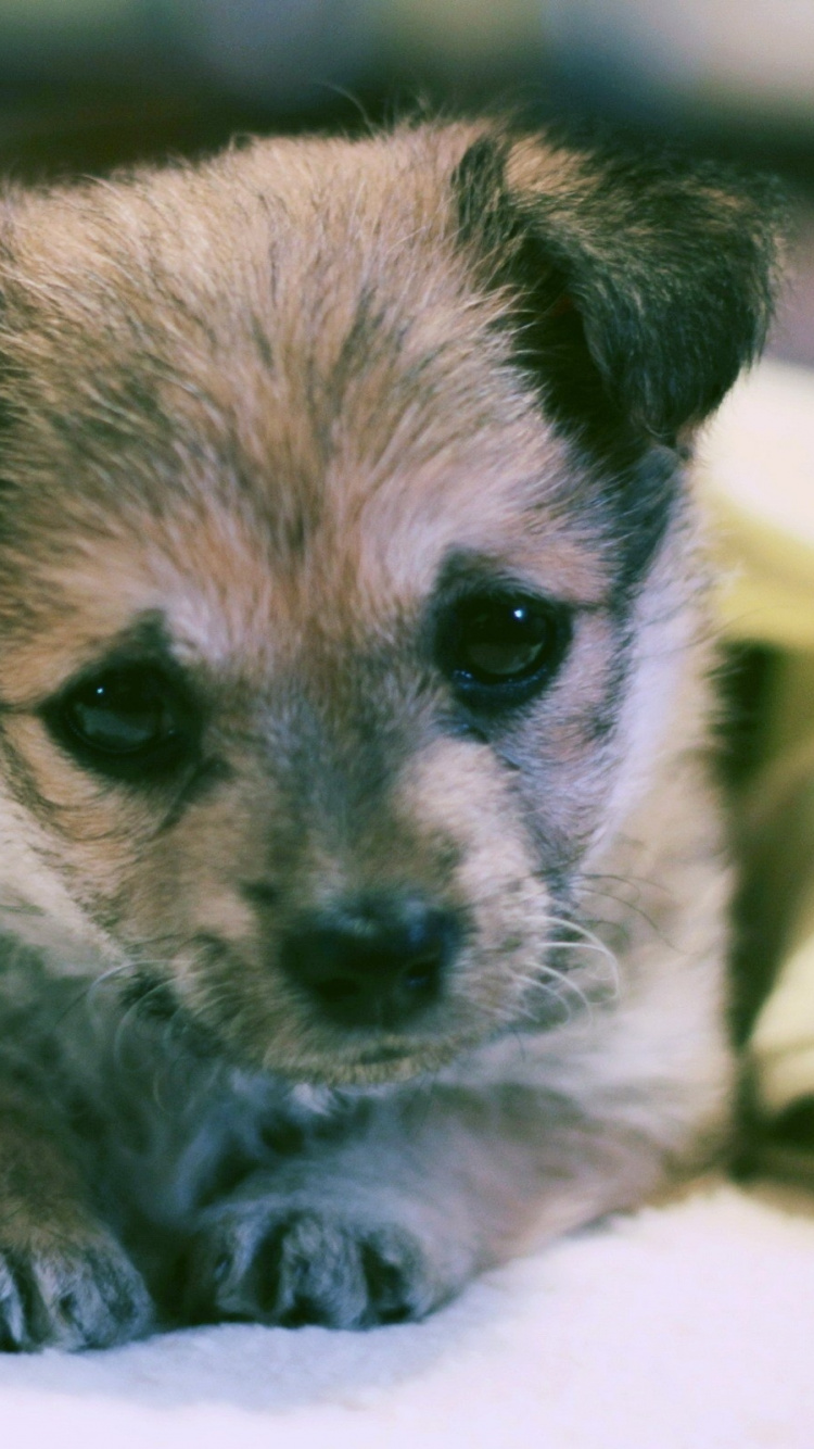 Brauner Und Schwarzer Kurzhaariger Welpe Auf Weißem Textil. Wallpaper in 750x1334 Resolution