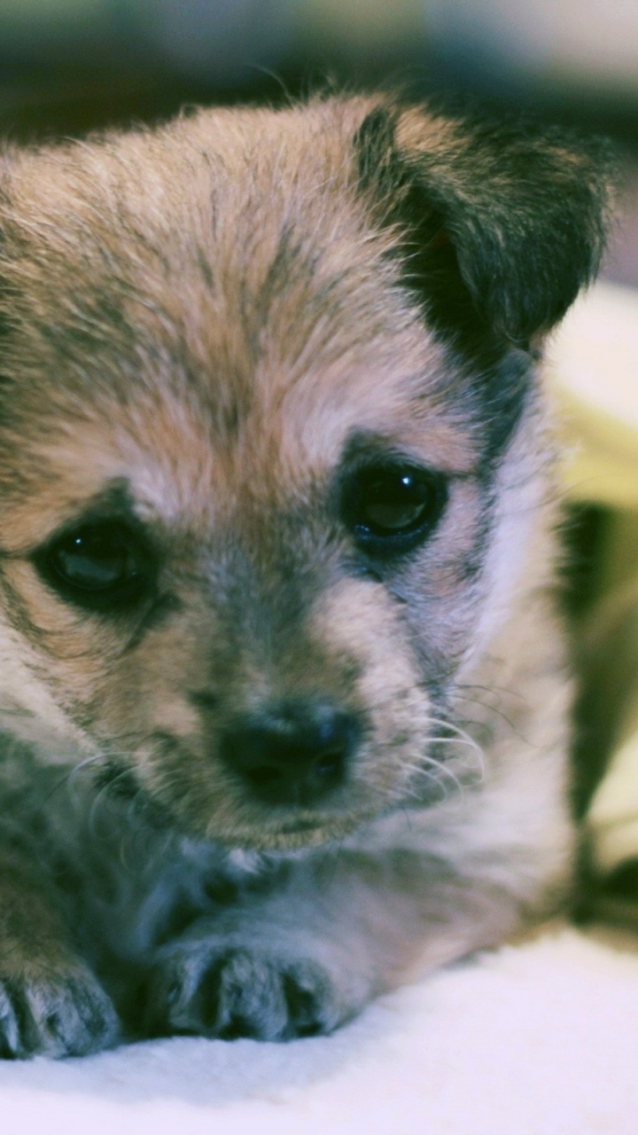 Cachorro de Pelo Corto Marrón y Negro Sobre Textil Blanco. Wallpaper in 720x1280 Resolution
