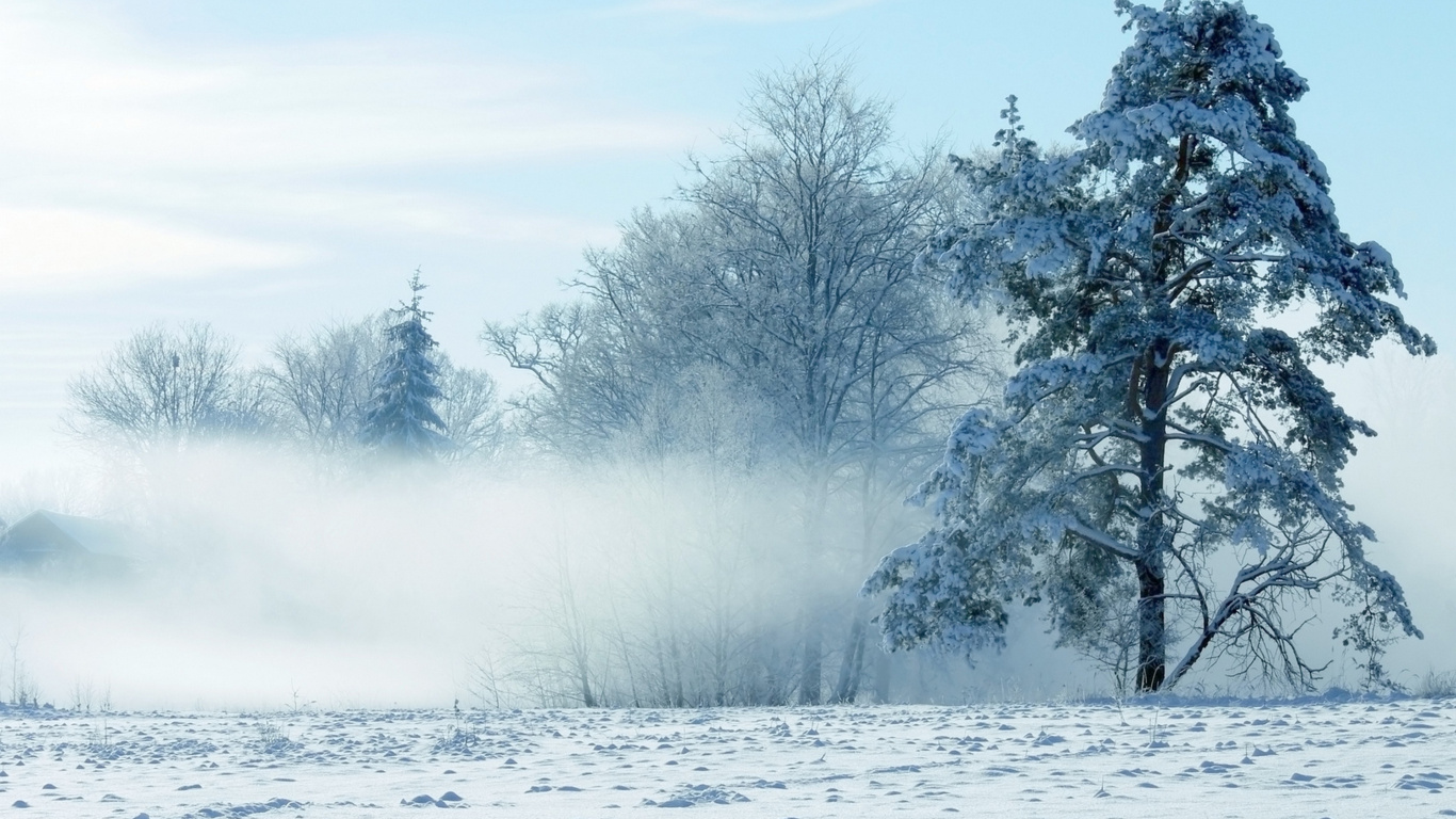 Árboles Cubiertos de Nieve Durante el Día. Wallpaper in 1366x768 Resolution