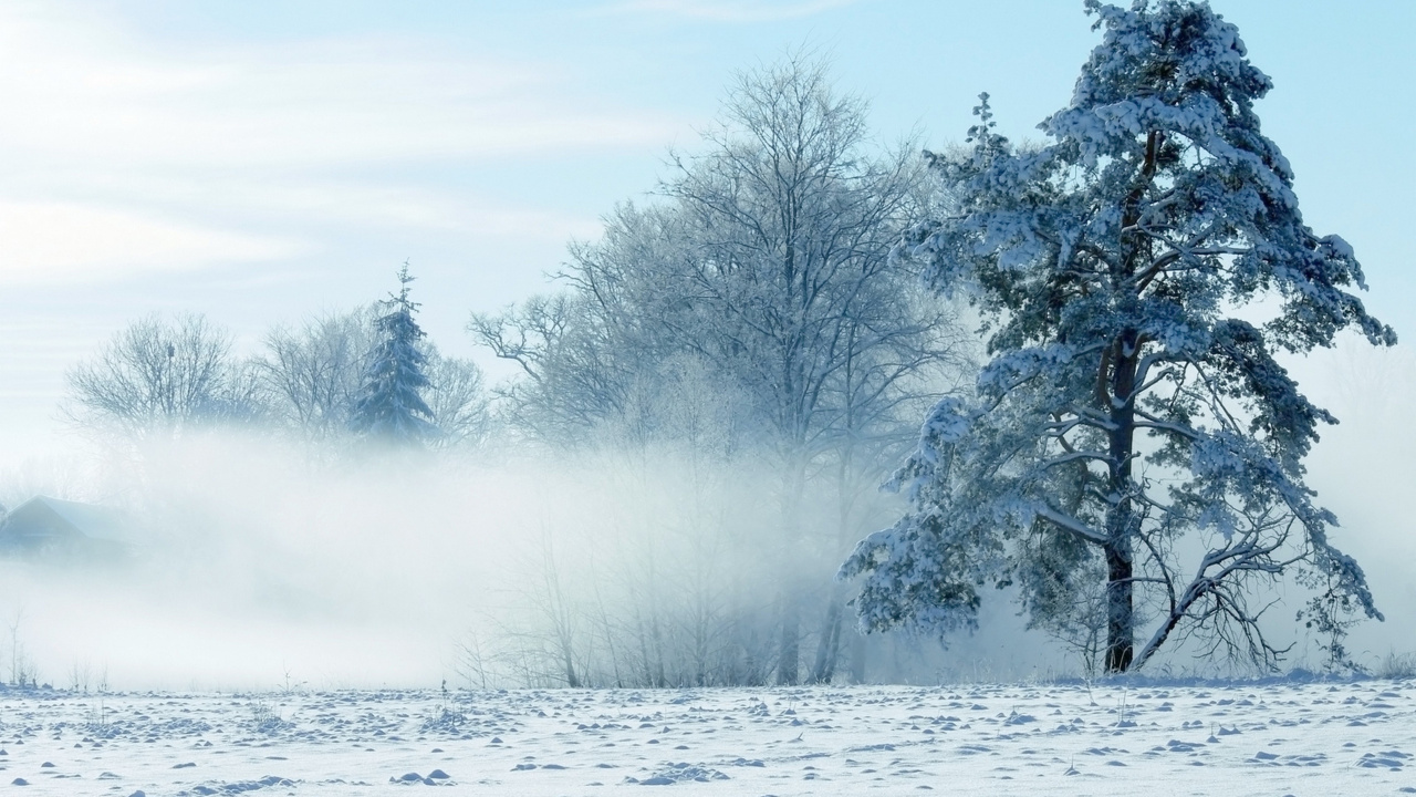 Schneebedeckte Bäume Tagsüber. Wallpaper in 1280x720 Resolution