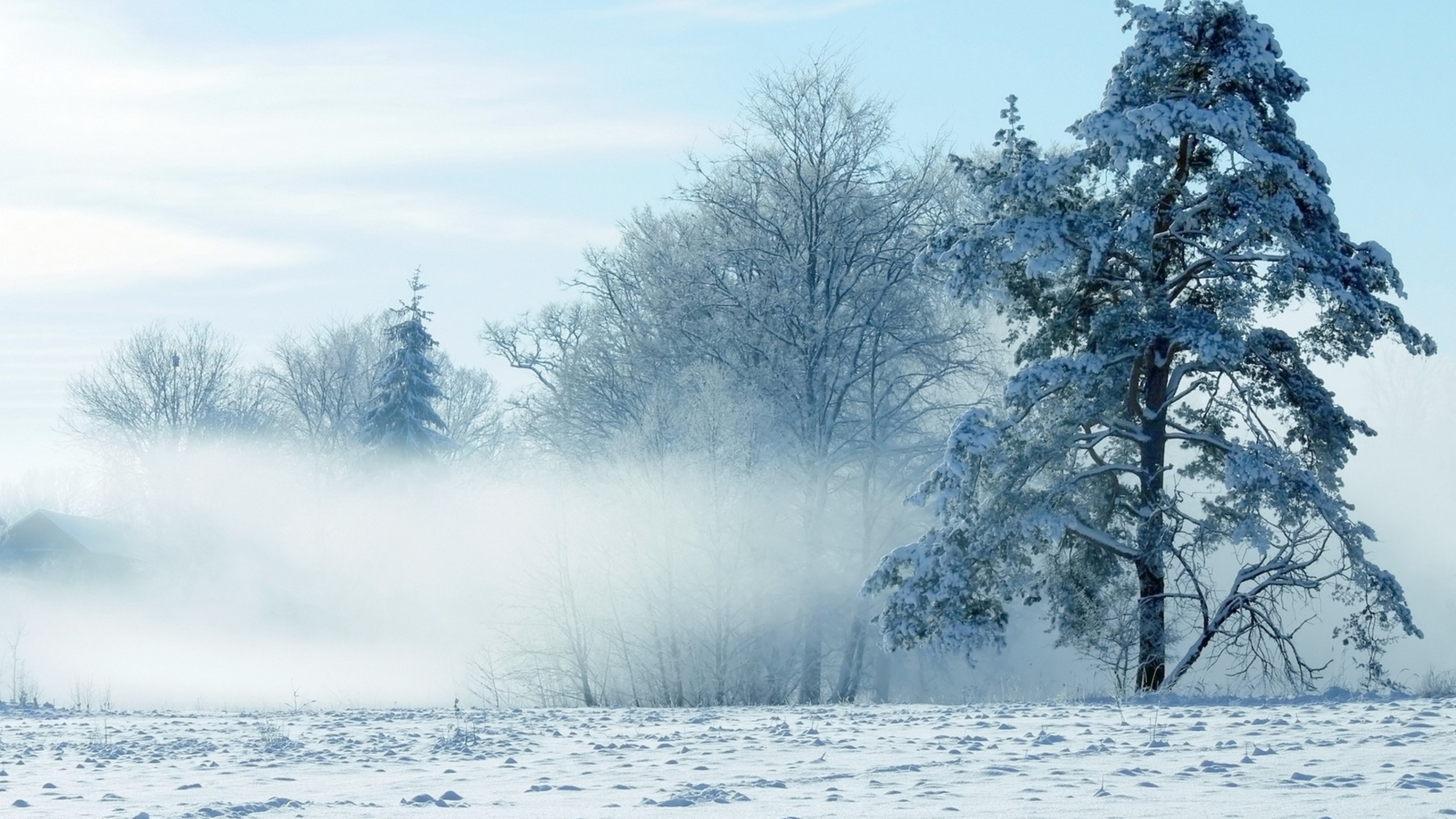 风景画, 冬天, 性质, 冻结, 一天 壁纸 2560x1440 允许