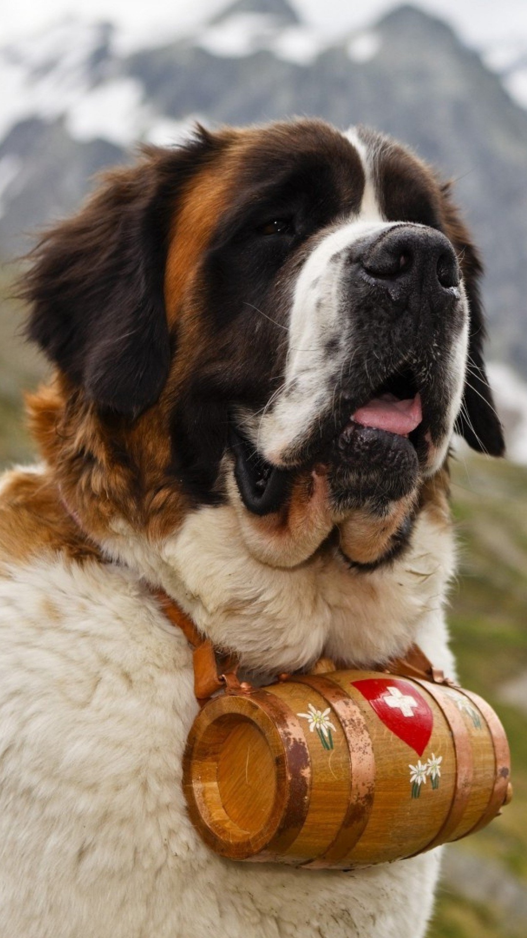 圣伯纳德, 小狗, 品种的狗, 巨大的品种的狗, 工作狗 壁纸 1080x1920 允许
