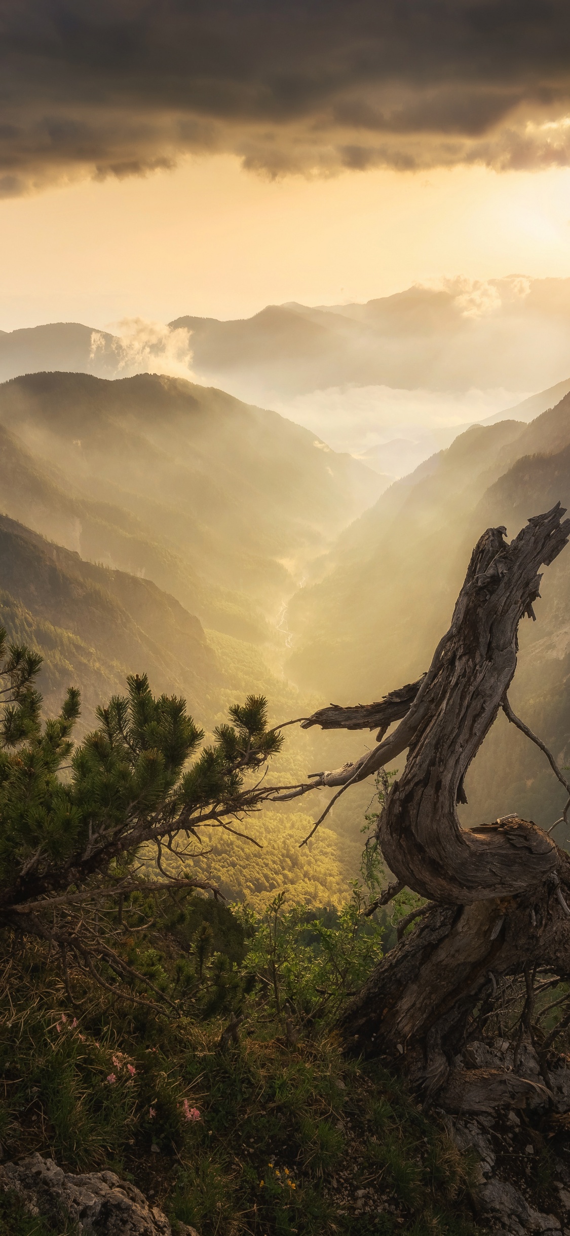 Natur, Bergigen Landschaftsformen, Naturlandschaft, Hochland, Baum. Wallpaper in 1125x2436 Resolution