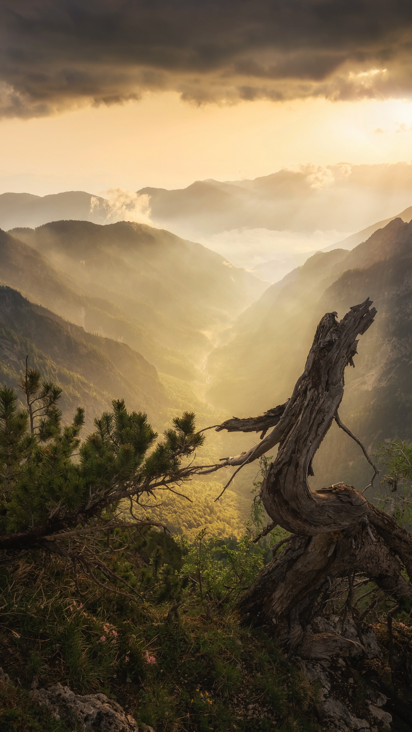 Natur, Bergigen Landschaftsformen, Naturlandschaft, Hochland, Baum. Wallpaper in 1440x2560 Resolution