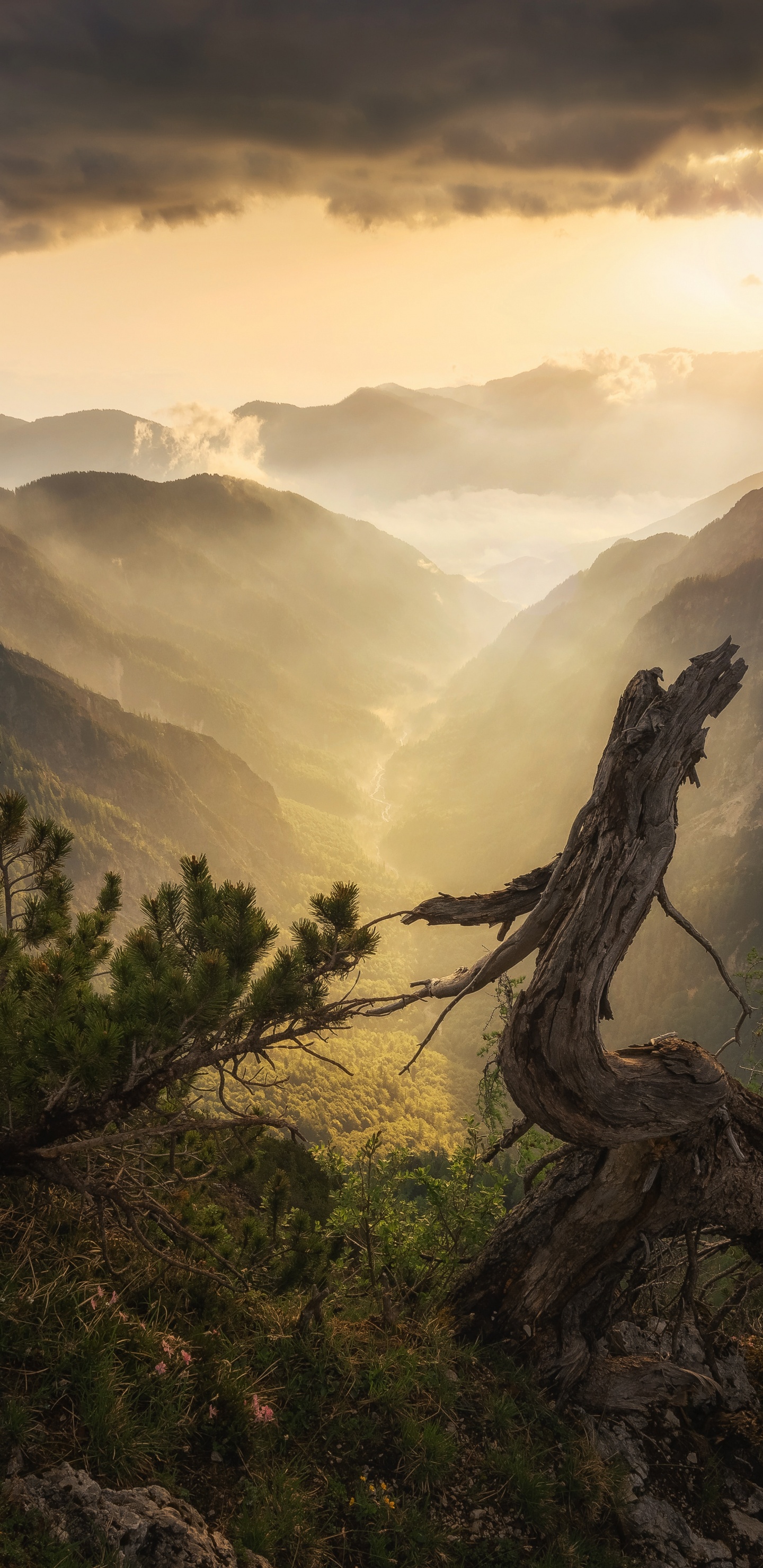 Natur, Bergigen Landschaftsformen, Naturlandschaft, Hochland, Baum. Wallpaper in 1440x2960 Resolution