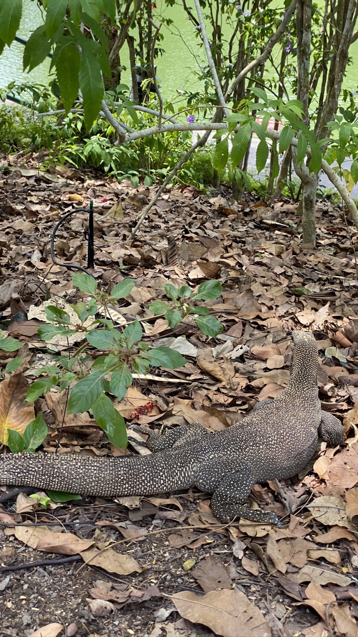 la Comunidad Vegetal, Los Animales Terrestres, Adaptación, Suelo, Escala de Reptiles. Wallpaper in 720x1280 Resolution