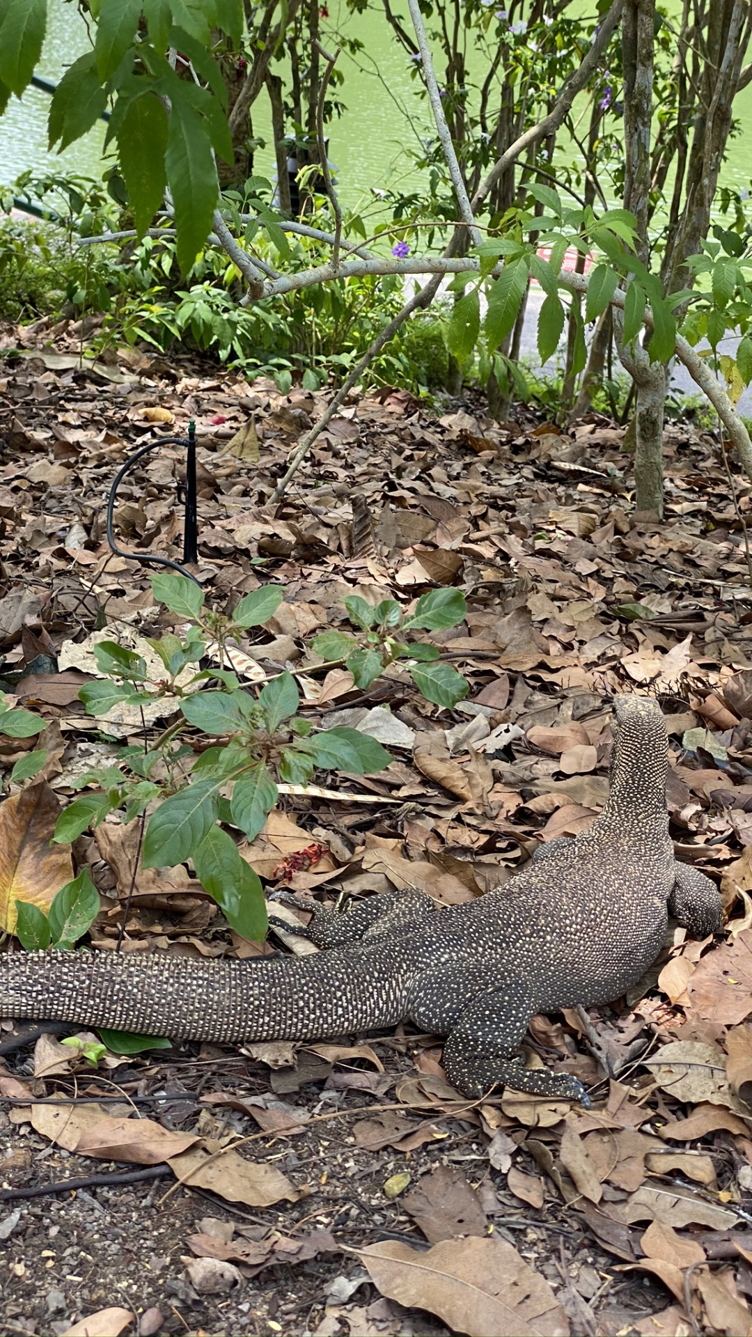 Plant Community, Terrestrial Animal, Adaptation, Soil, Scaled Reptile. Wallpaper in 1080x1920 Resolution