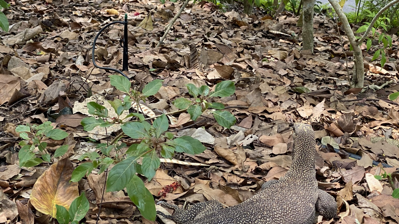 Plante de la Communauté, Pour Les Animaux Terrestres, Adaptation, Sol, L'échelle de Reptiles. Wallpaper in 1280x720 Resolution