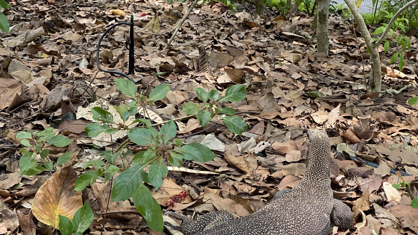 Plante de la Communauté, Pour Les Animaux Terrestres, Adaptation, Sol, L'échelle de Reptiles. Wallpaper in 1366x768 Resolution