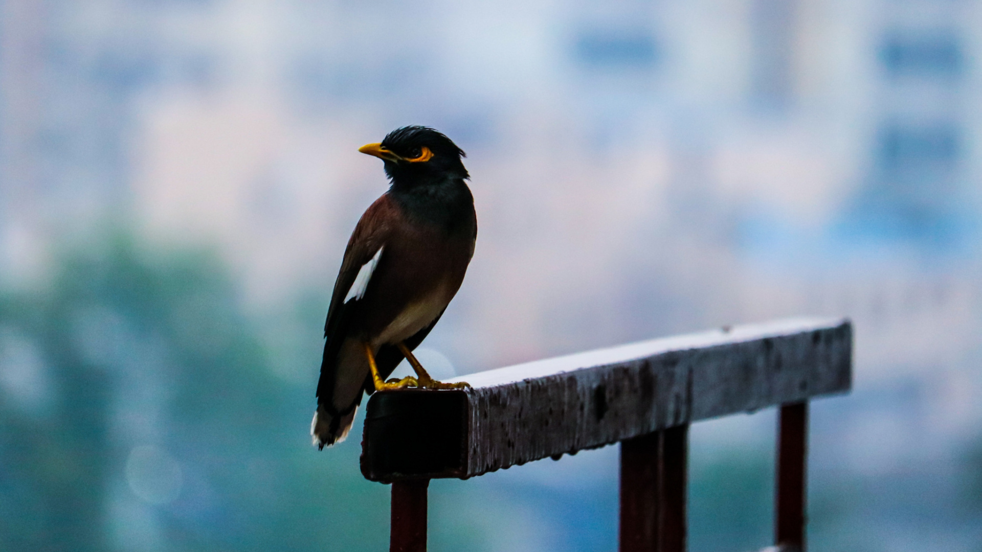 Black and Yellow Bird on Brown Wooden Fence During Daytime. Wallpaper in 1920x1080 Resolution