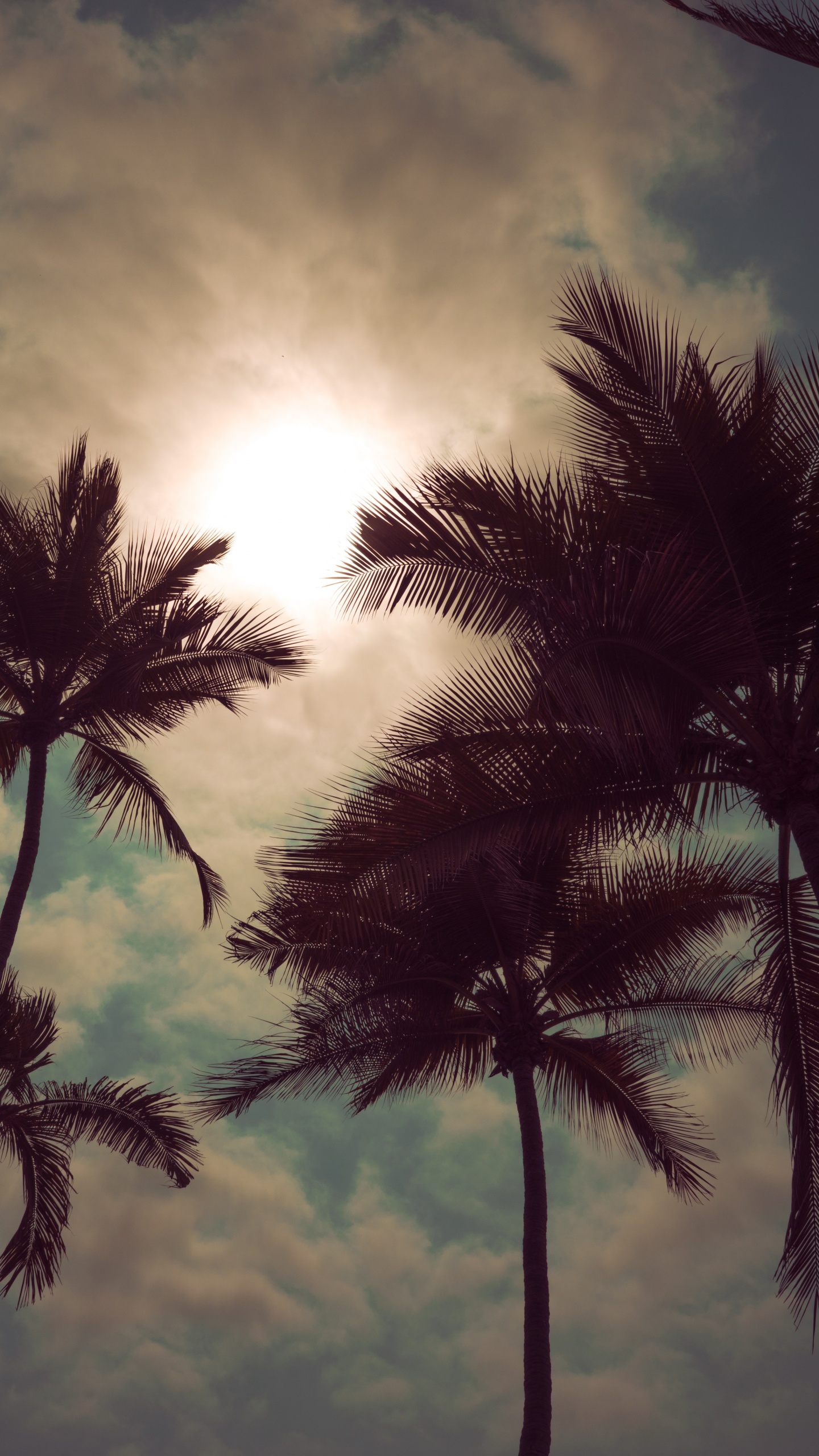 Tree, Nature, Palm Tree, Daytime, Cloud. Wallpaper in 1440x2560 Resolution
