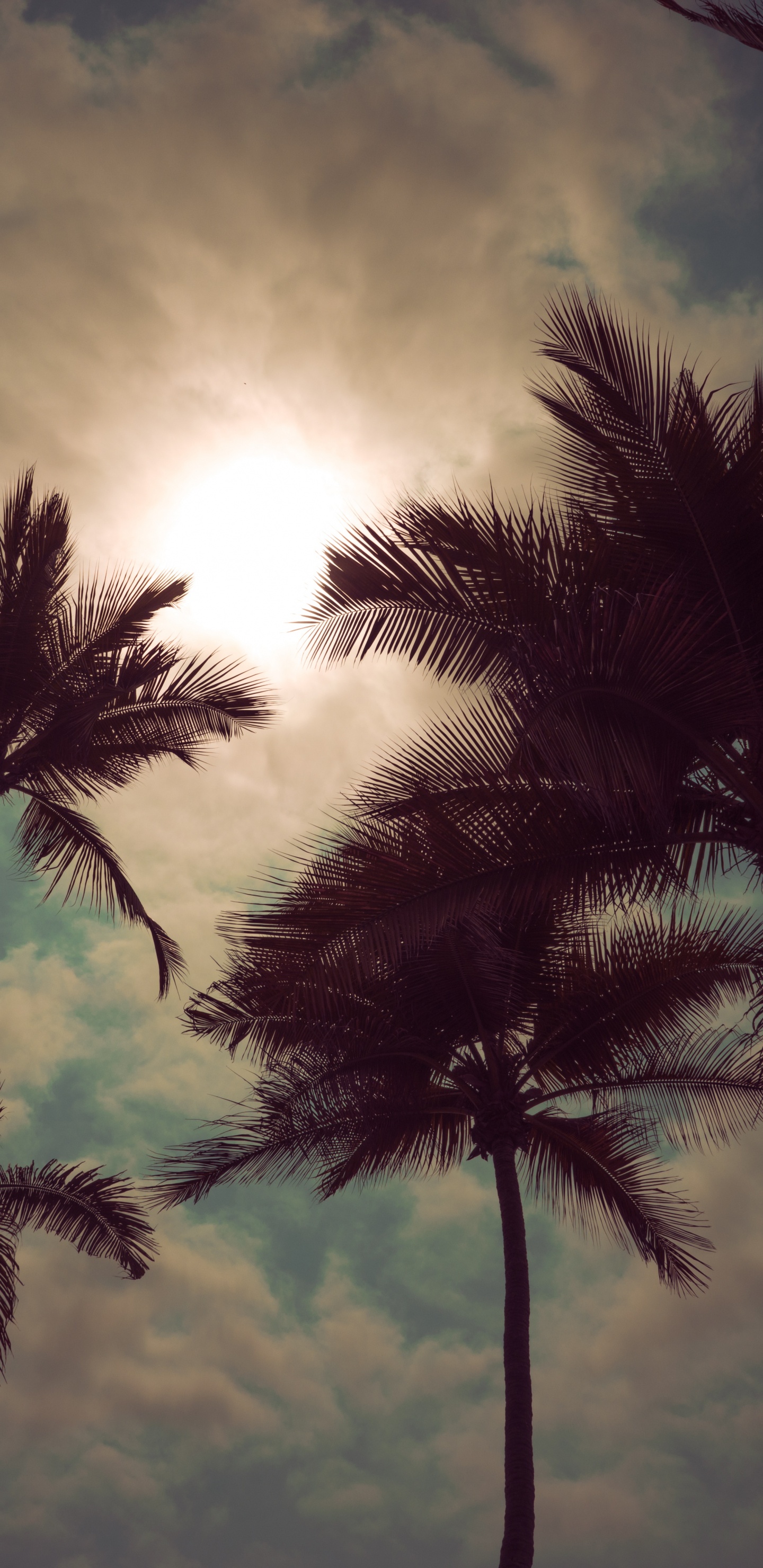 Tree, Nature, Palm Tree, Daytime, Cloud. Wallpaper in 1440x2960 Resolution