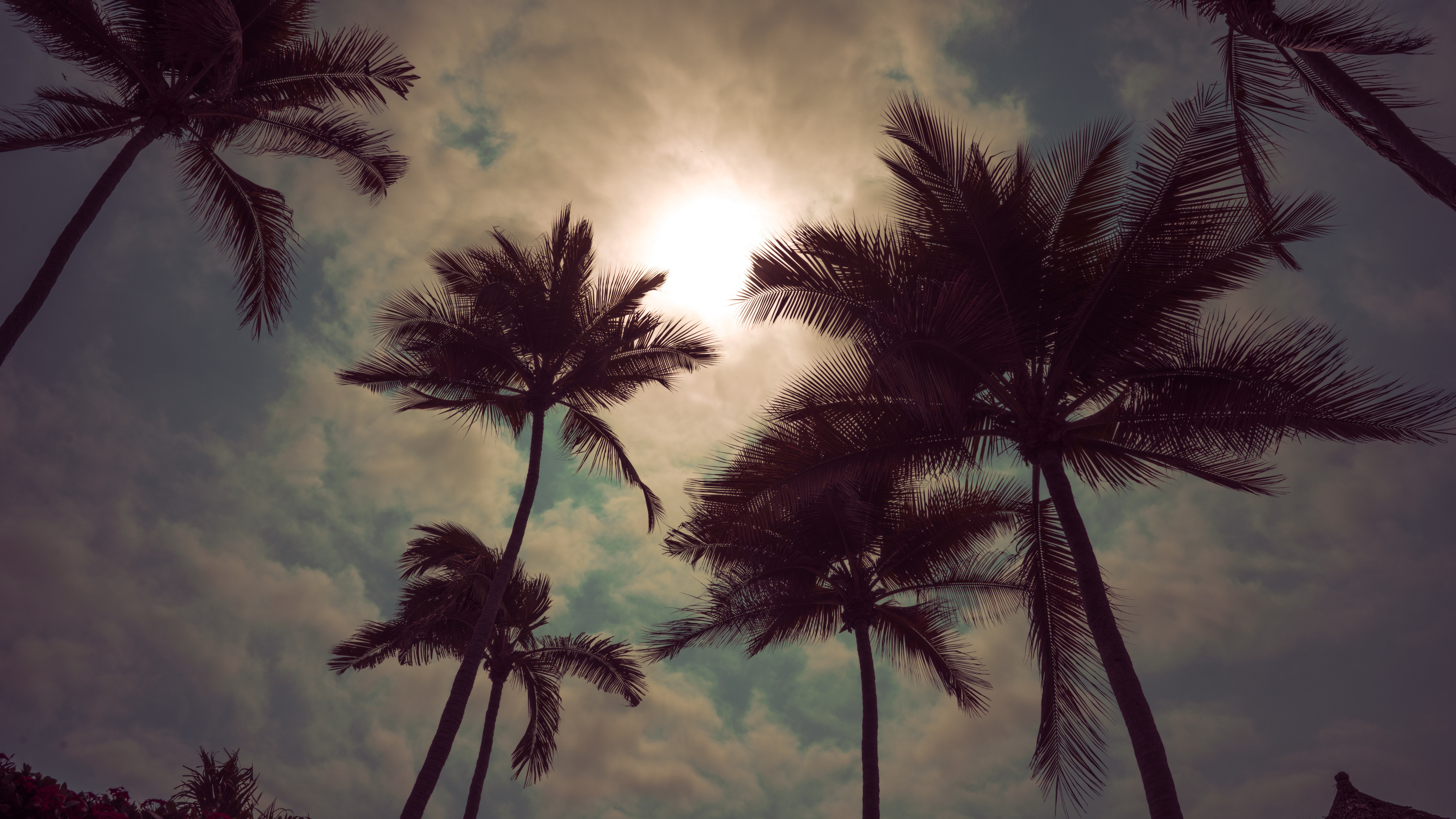 Tree, Nature, Palm Tree, Daytime, Cloud. Wallpaper in 3840x2160 Resolution