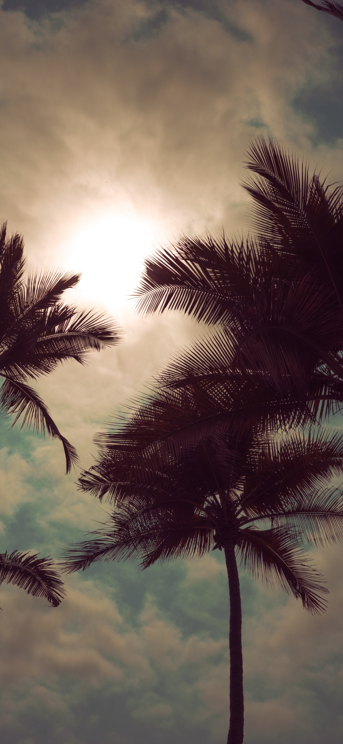 Baum, Natur, Tageszeit, Cloud, Woody Pflanze. Wallpaper in 1125x2436 Resolution