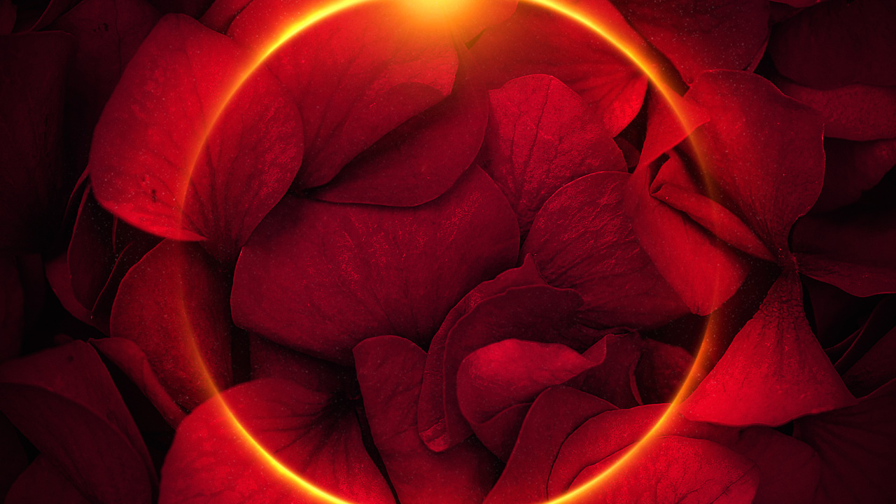 Petal, Garden Roses, Light, Rose, Window. Wallpaper in 1280x720 Resolution