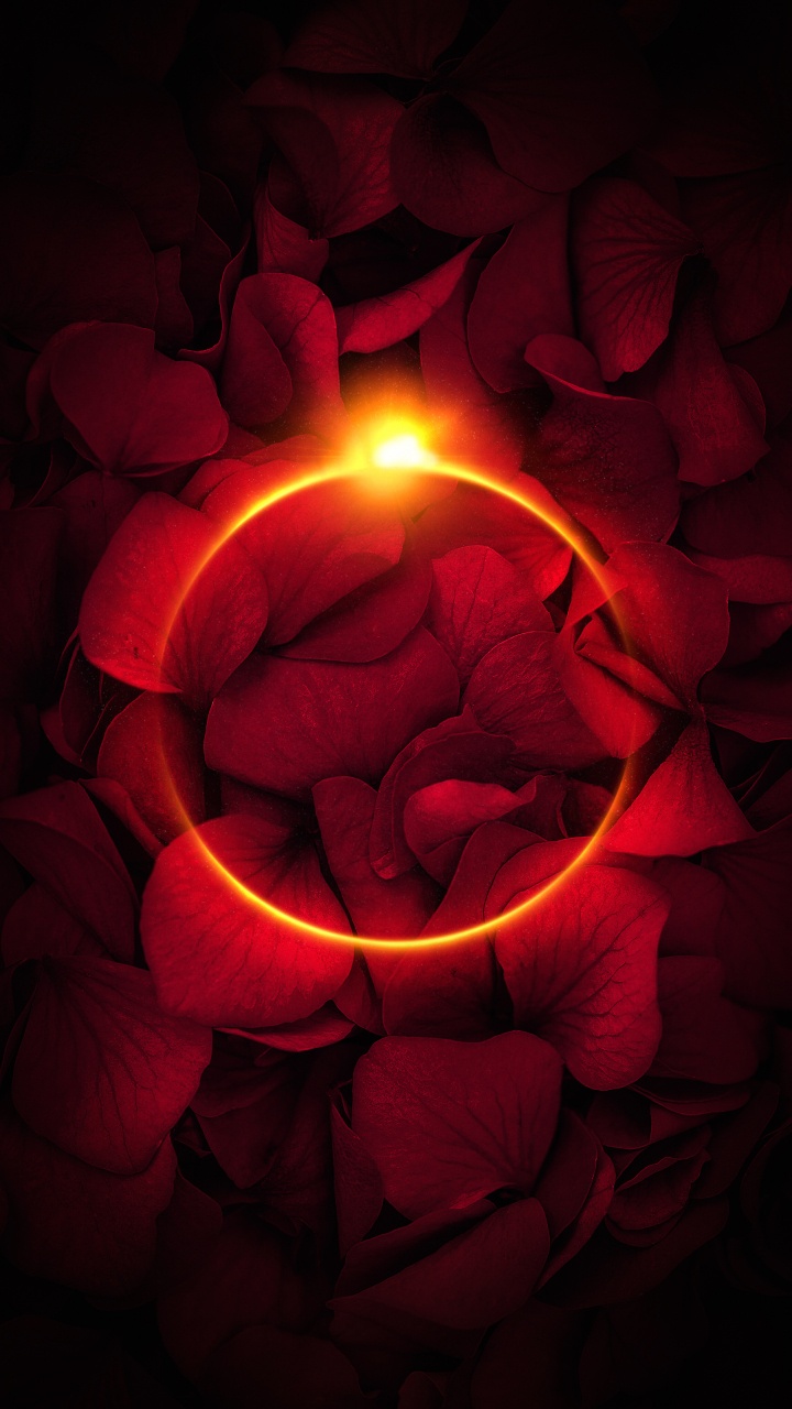 Petal, Garden Roses, Light, Rose, Window. Wallpaper in 720x1280 Resolution