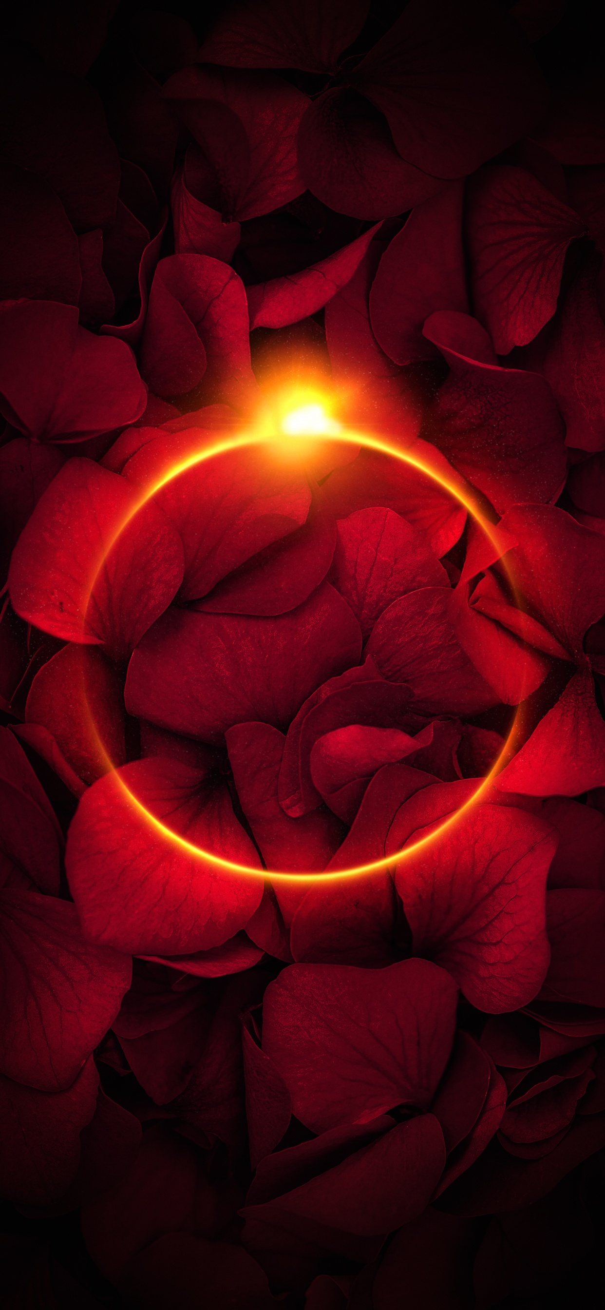 Pétale, Les Roses de Jardin, Lumière, Roses, Fenêtre. Wallpaper in 1242x2688 Resolution