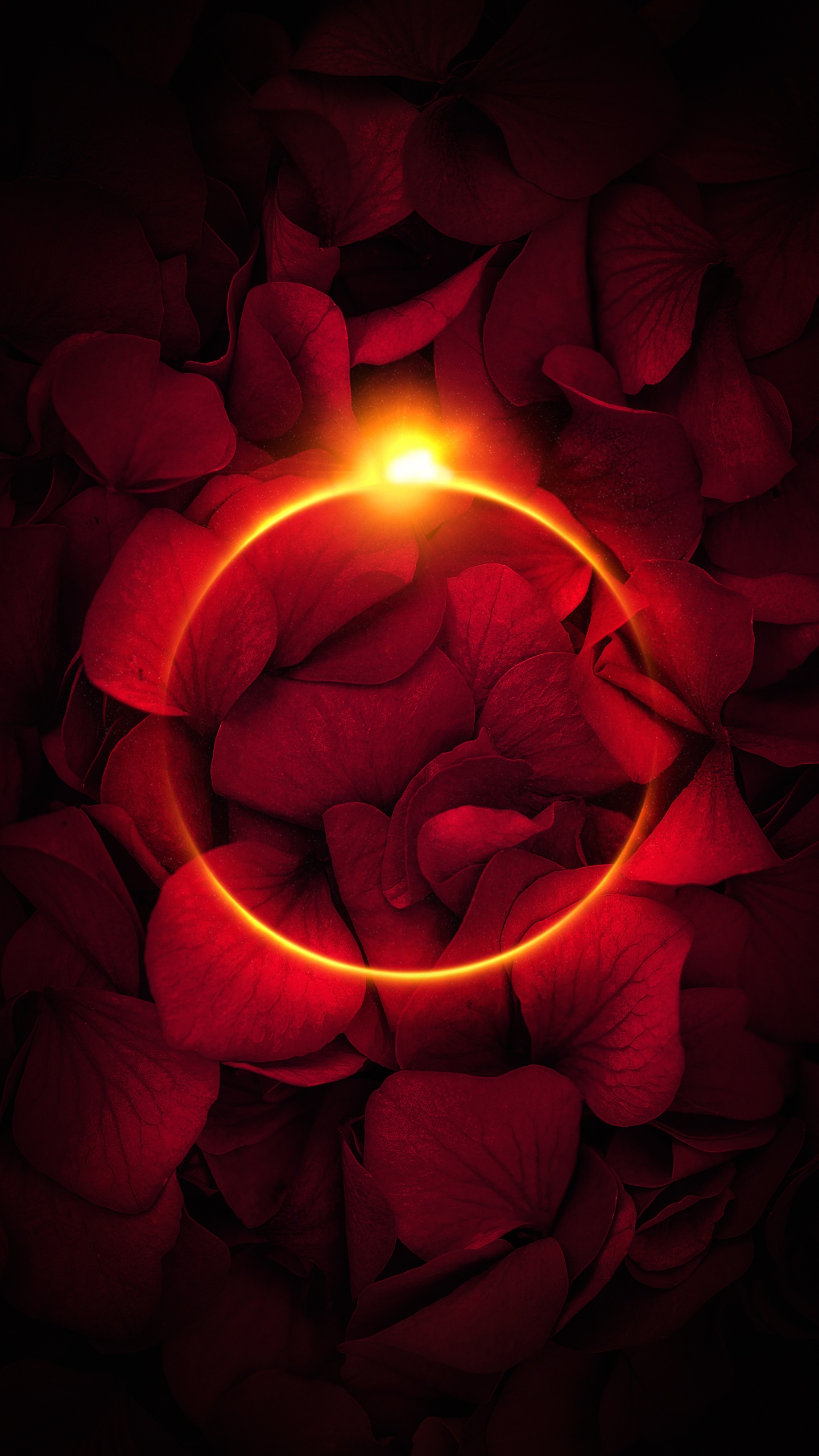 Pétalo, Las Rosas de Jardín, Luz, Ventana, Agua. Wallpaper in 1440x2560 Resolution