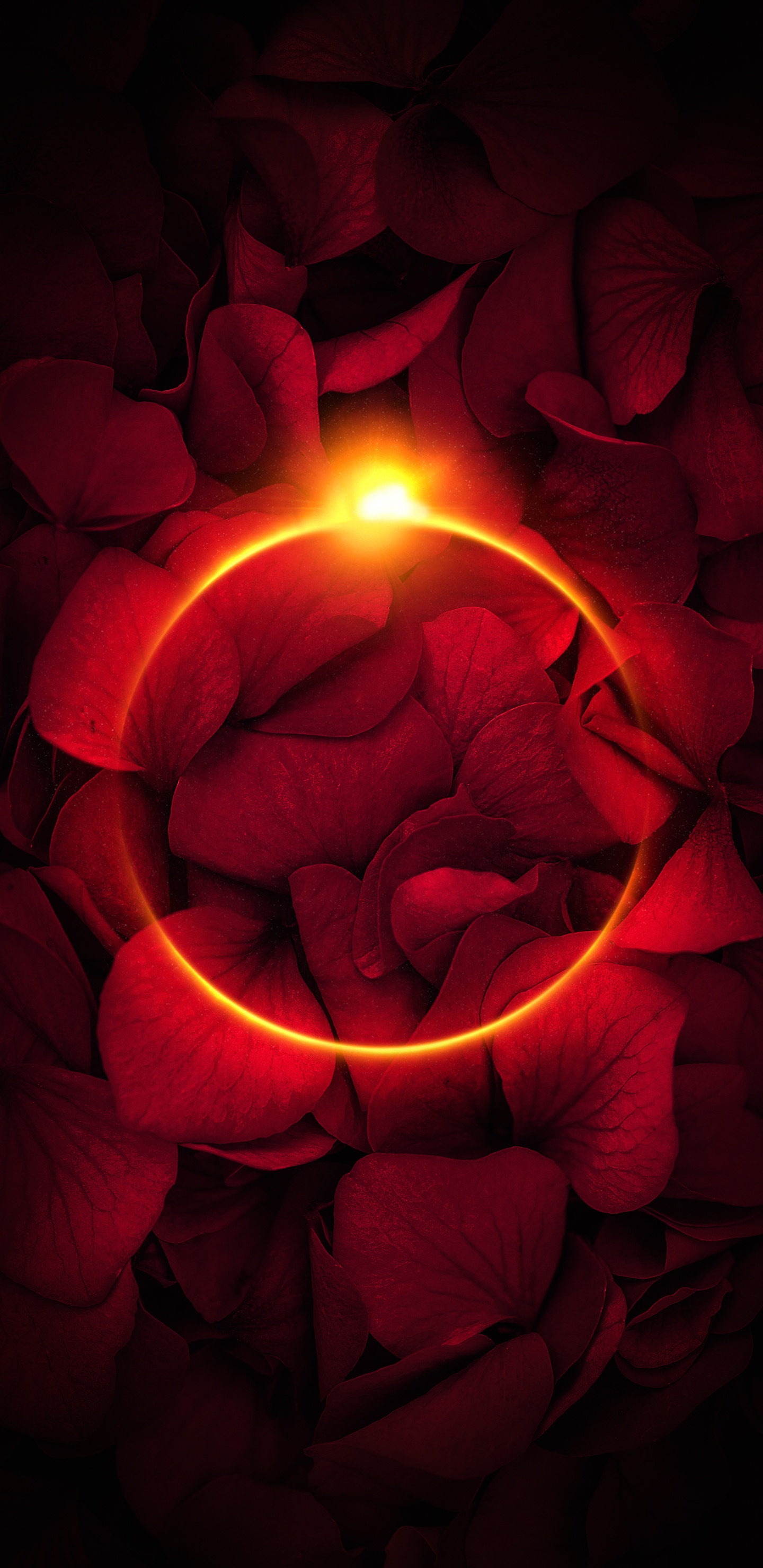 Pétalo, Las Rosas de Jardín, Luz, Ventana, Agua. Wallpaper in 1440x2960 Resolution