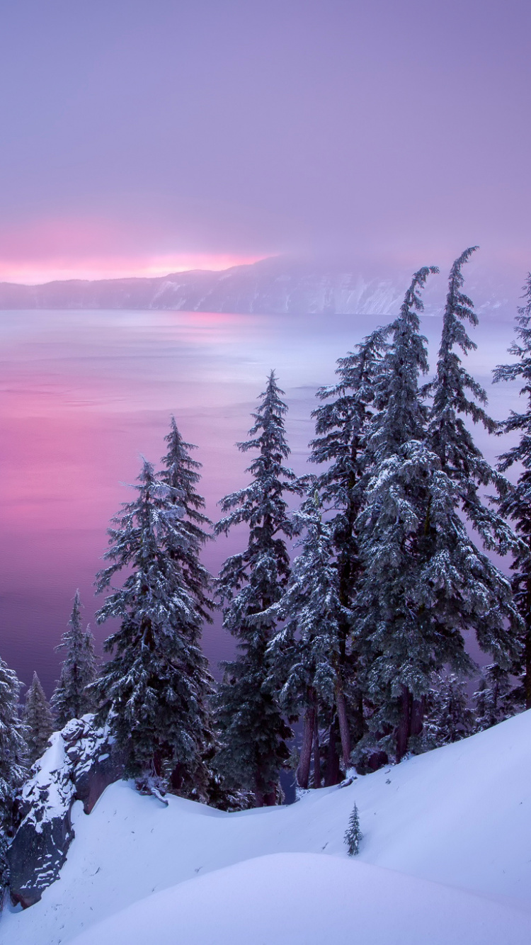 Snow Covered Pine Trees Near Body of Water During Daytime. Wallpaper in 750x1334 Resolution