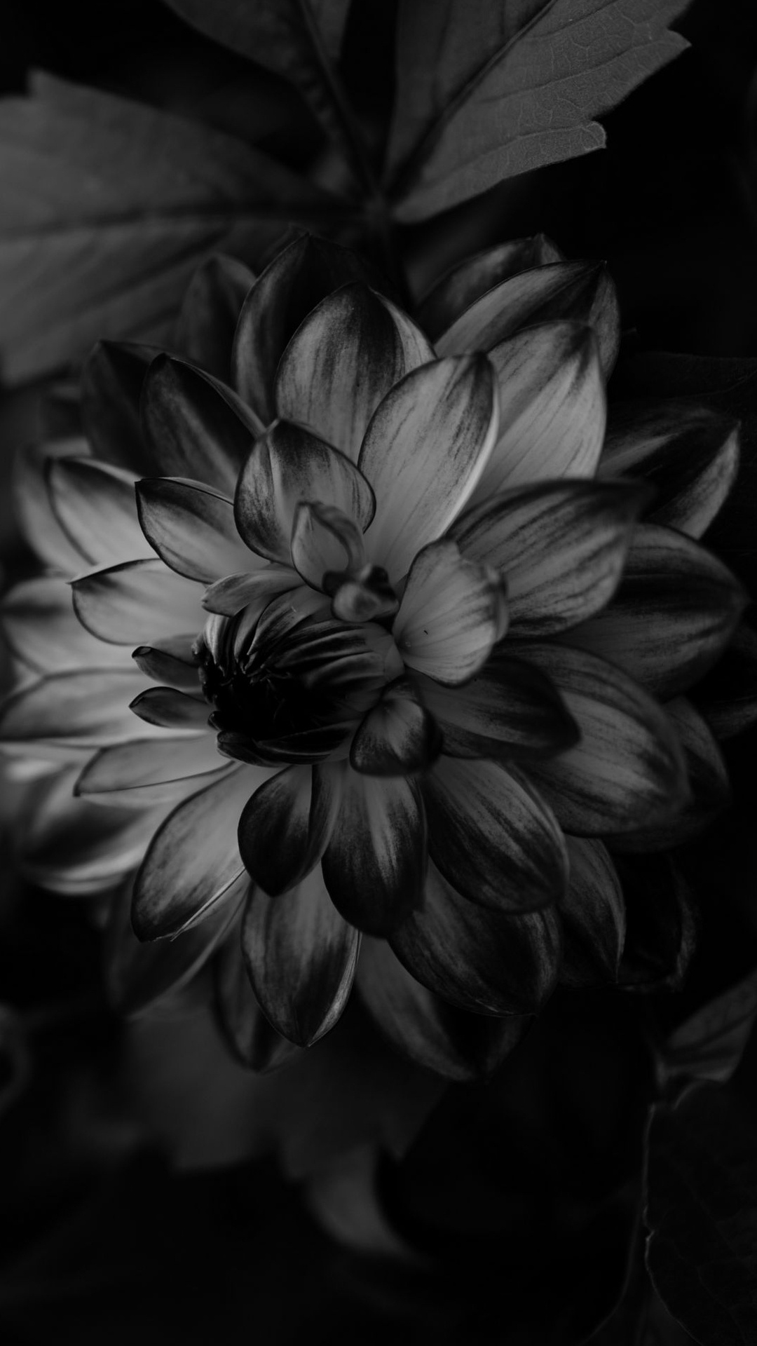 Dahlia, Flower, Fototapet, Plant, White. Wallpaper in 1080x1920 Resolution