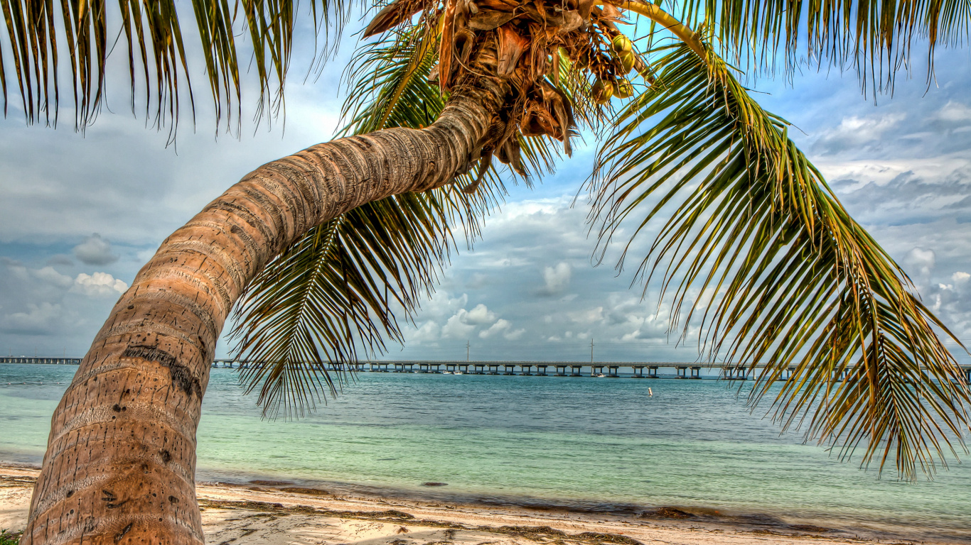 Palm Tree Near Body of Water During Daytime. Wallpaper in 1366x768 Resolution