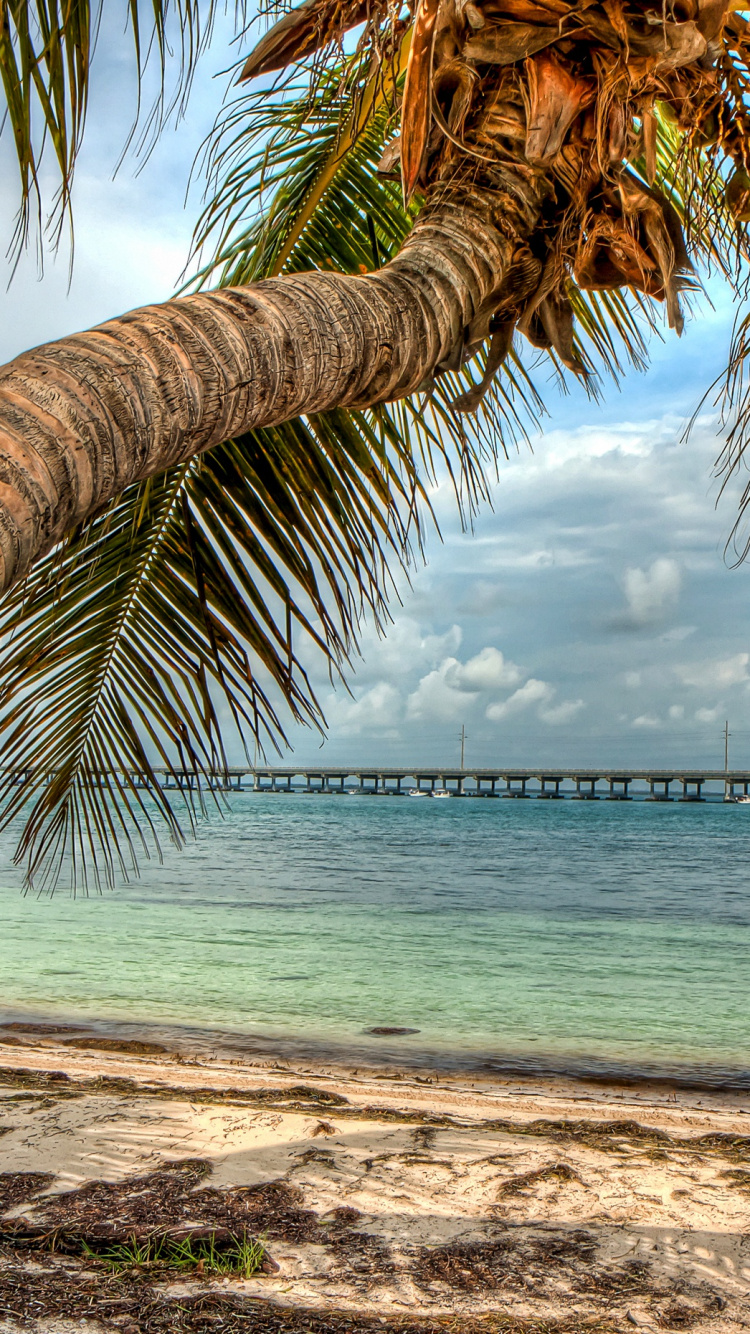 Palm Tree Near Body of Water During Daytime. Wallpaper in 750x1334 Resolution