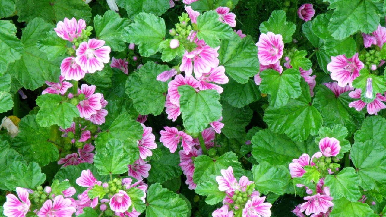 Flores Rosas y Amarillas Con Hojas Verdes. Wallpaper in 1280x720 Resolution