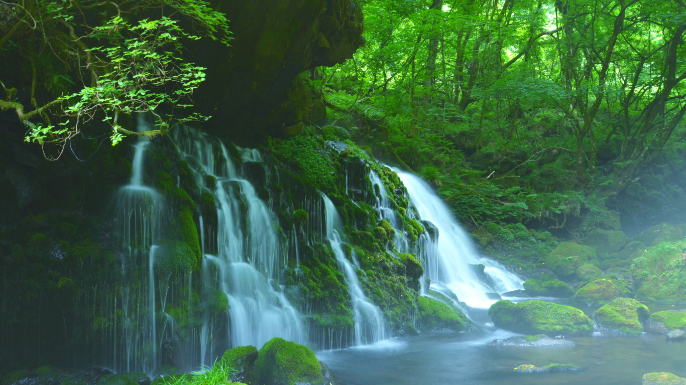 Water Falls in The Middle of Green Trees. Wallpaper in 1366x768 Resolution