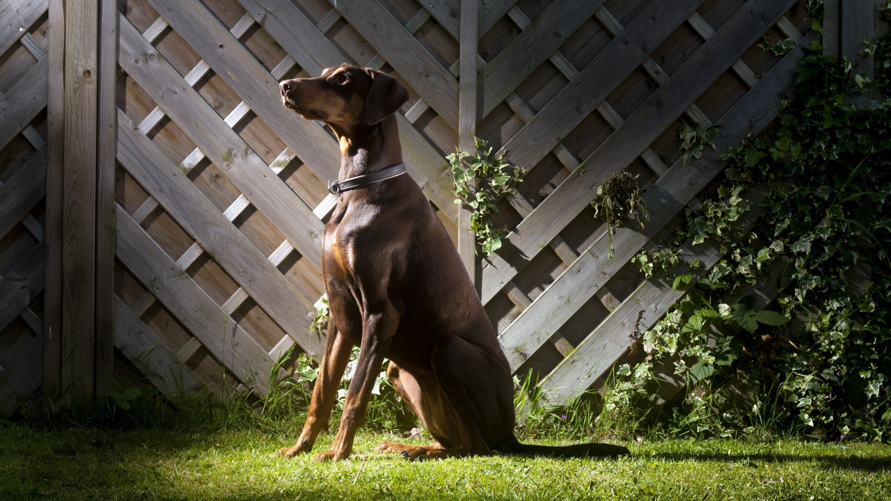Brown Short Coated Dog Lying on Green Grass Field. Wallpaper in 1280x720 Resolution
