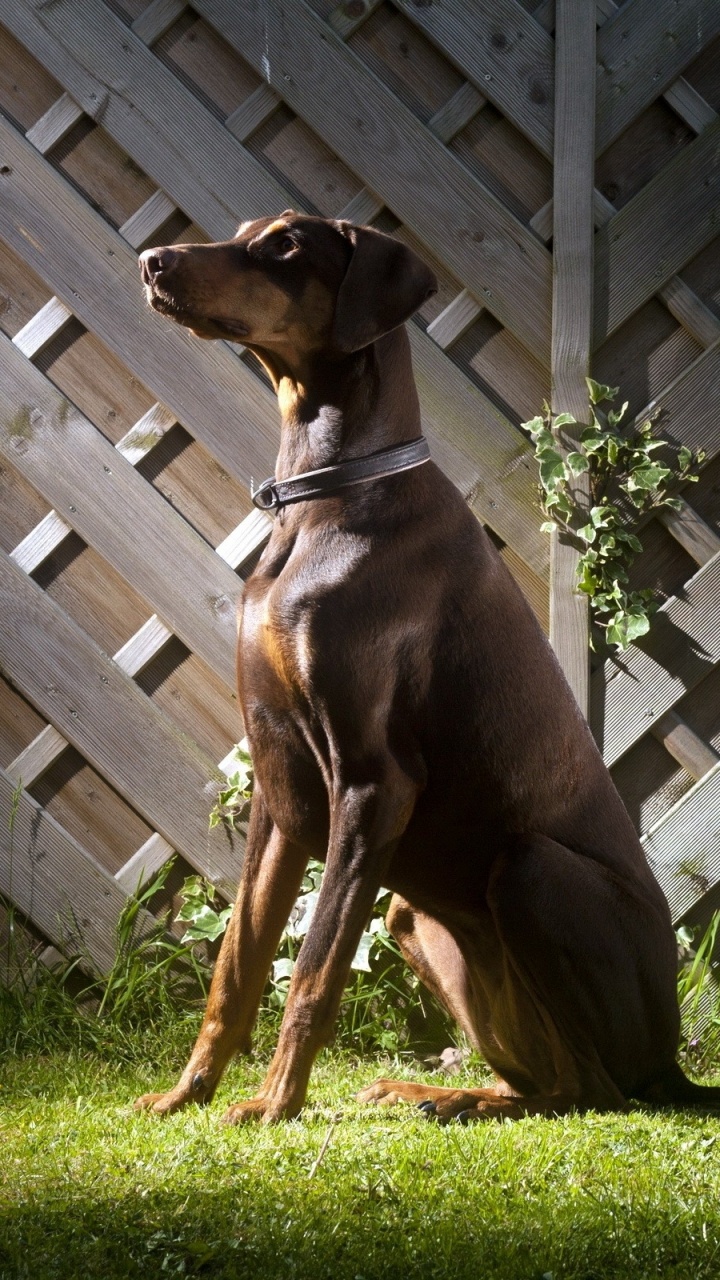 Brown Short Coated Dog Lying on Green Grass Field. Wallpaper in 720x1280 Resolution
