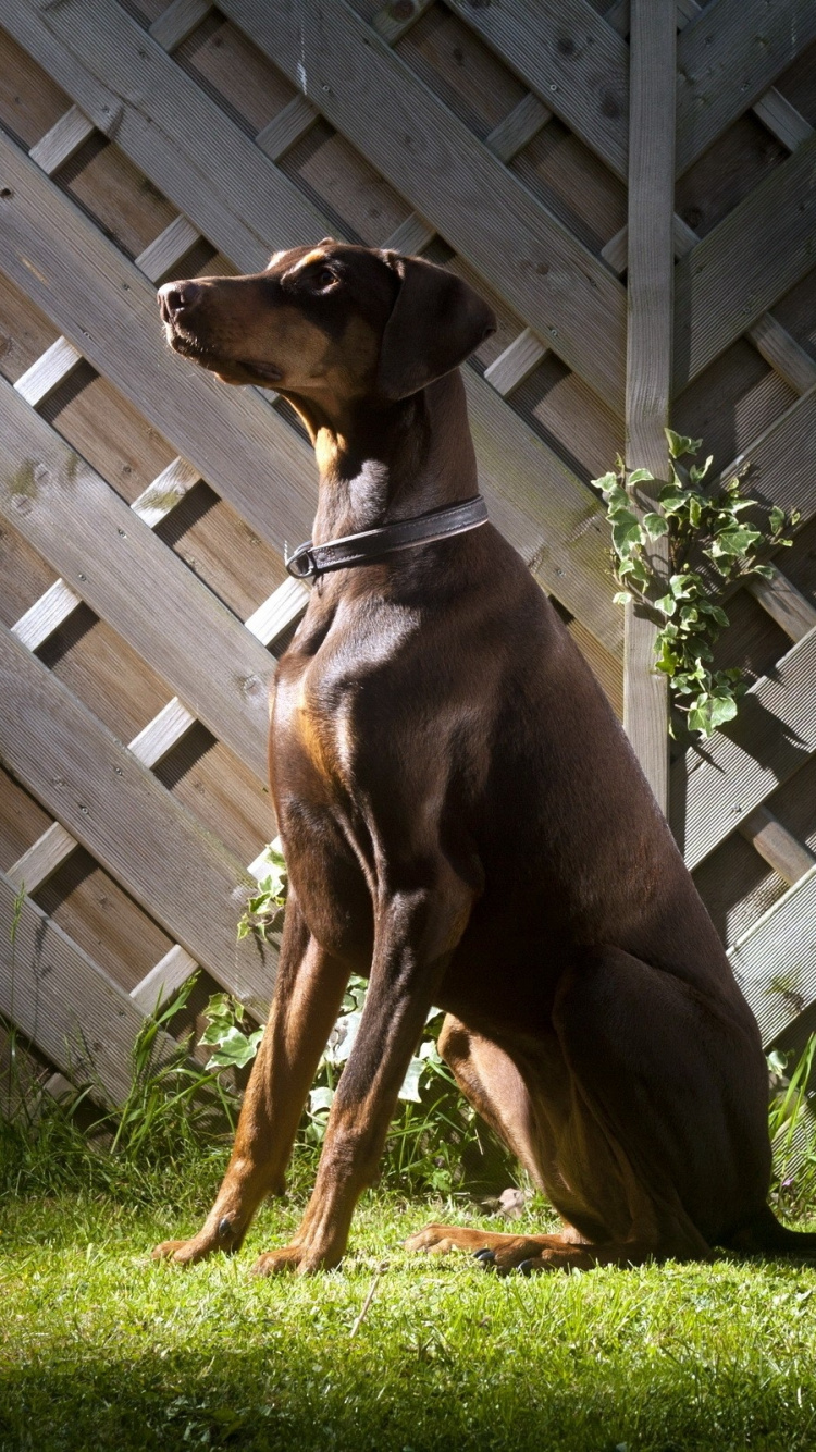 Brown Short Coated Dog Lying on Green Grass Field. Wallpaper in 750x1334 Resolution
